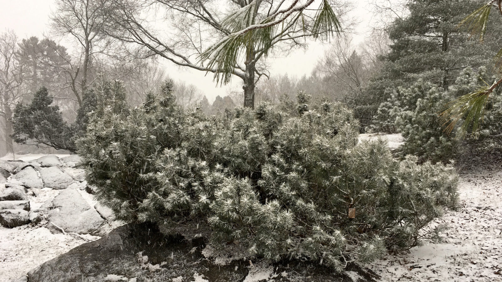 Pinus mugo 723-77-A by Ned Friedman