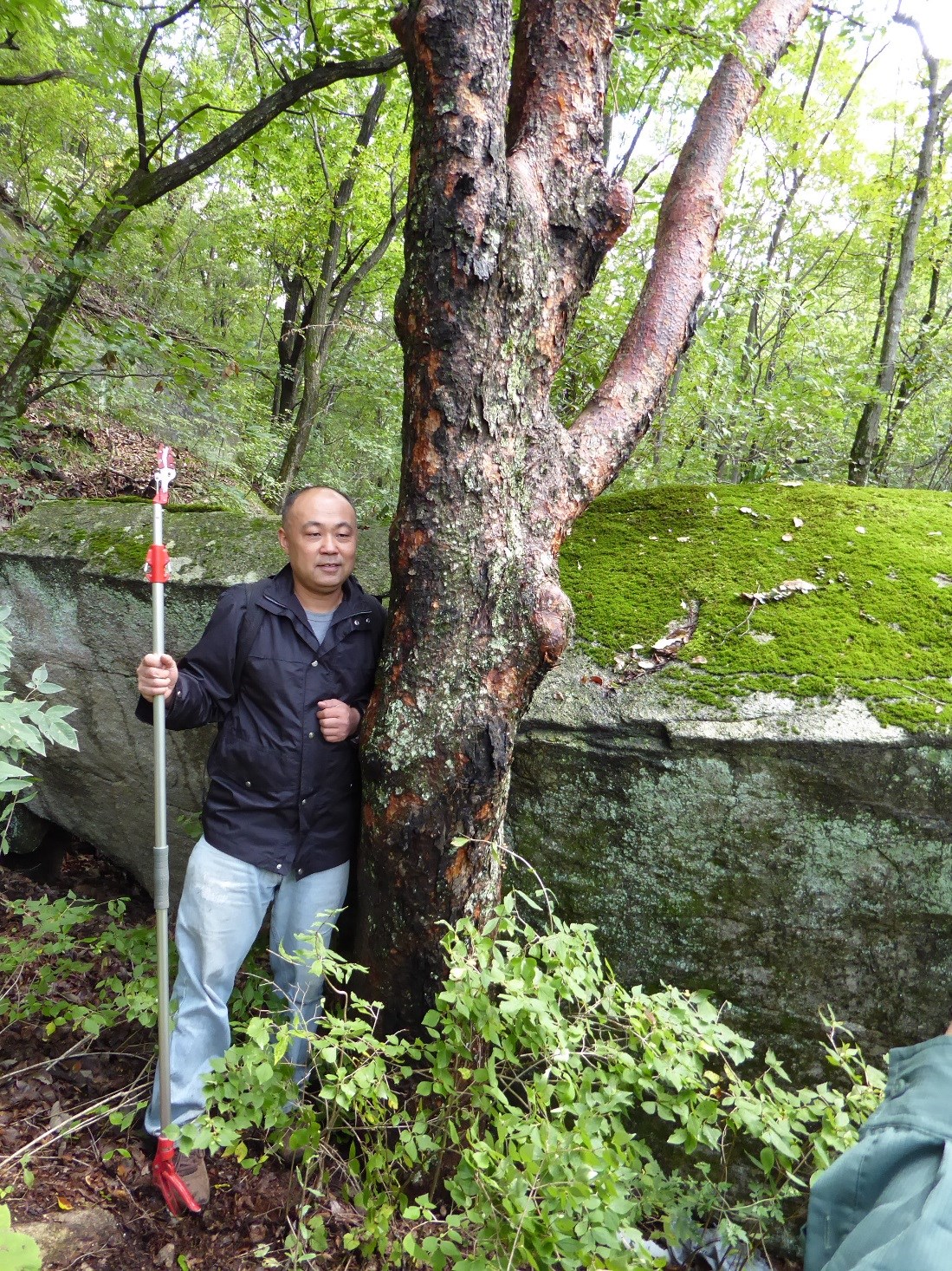 Wang Kang standing beside a large Acer griseum at Yulong Lake in Bao Tian Man Nature Reserve.