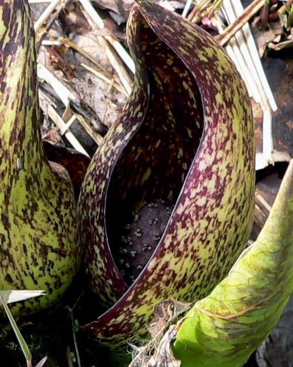 Close-up of skunk cabbage