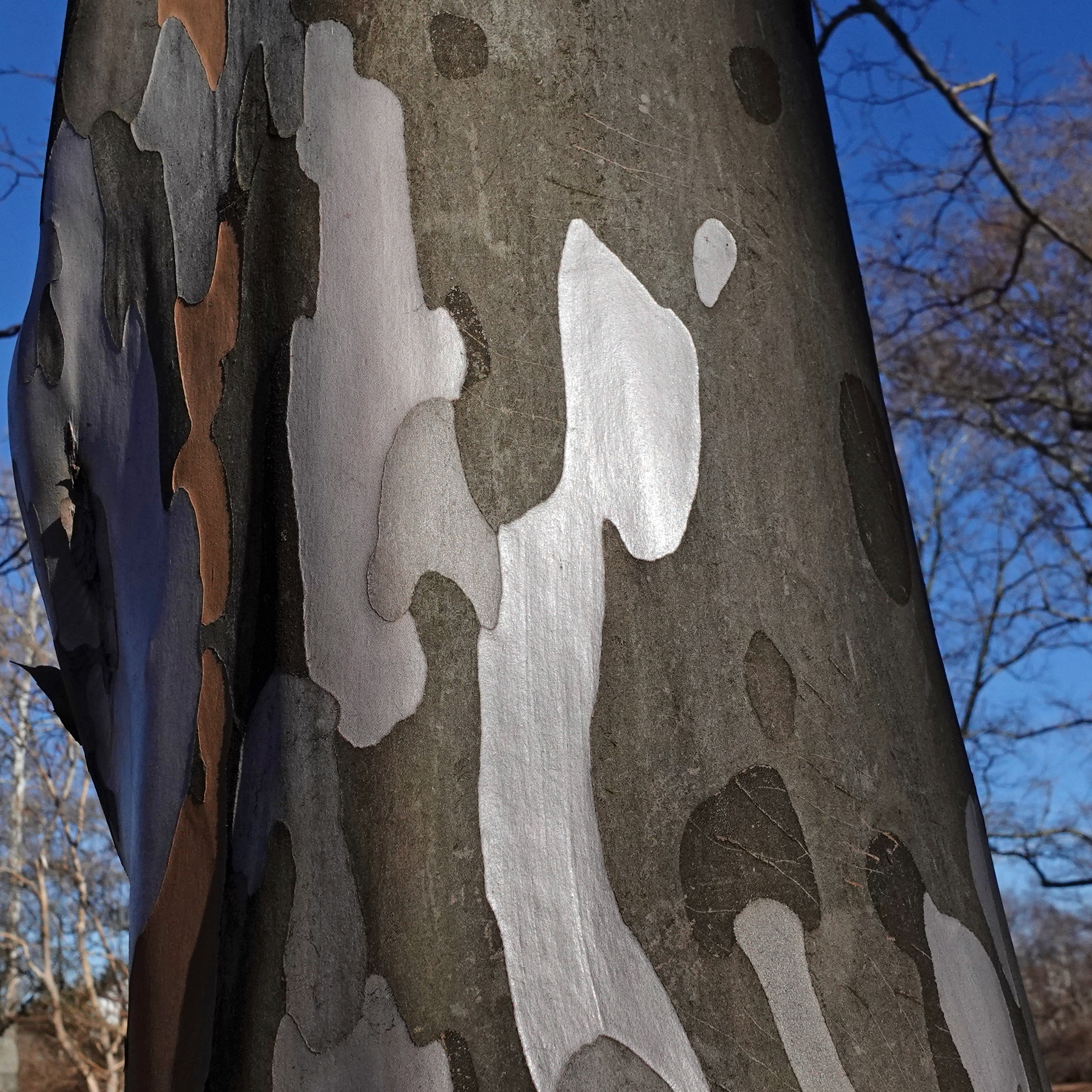 stewartia pseudocamellia bark by Ned Friedman