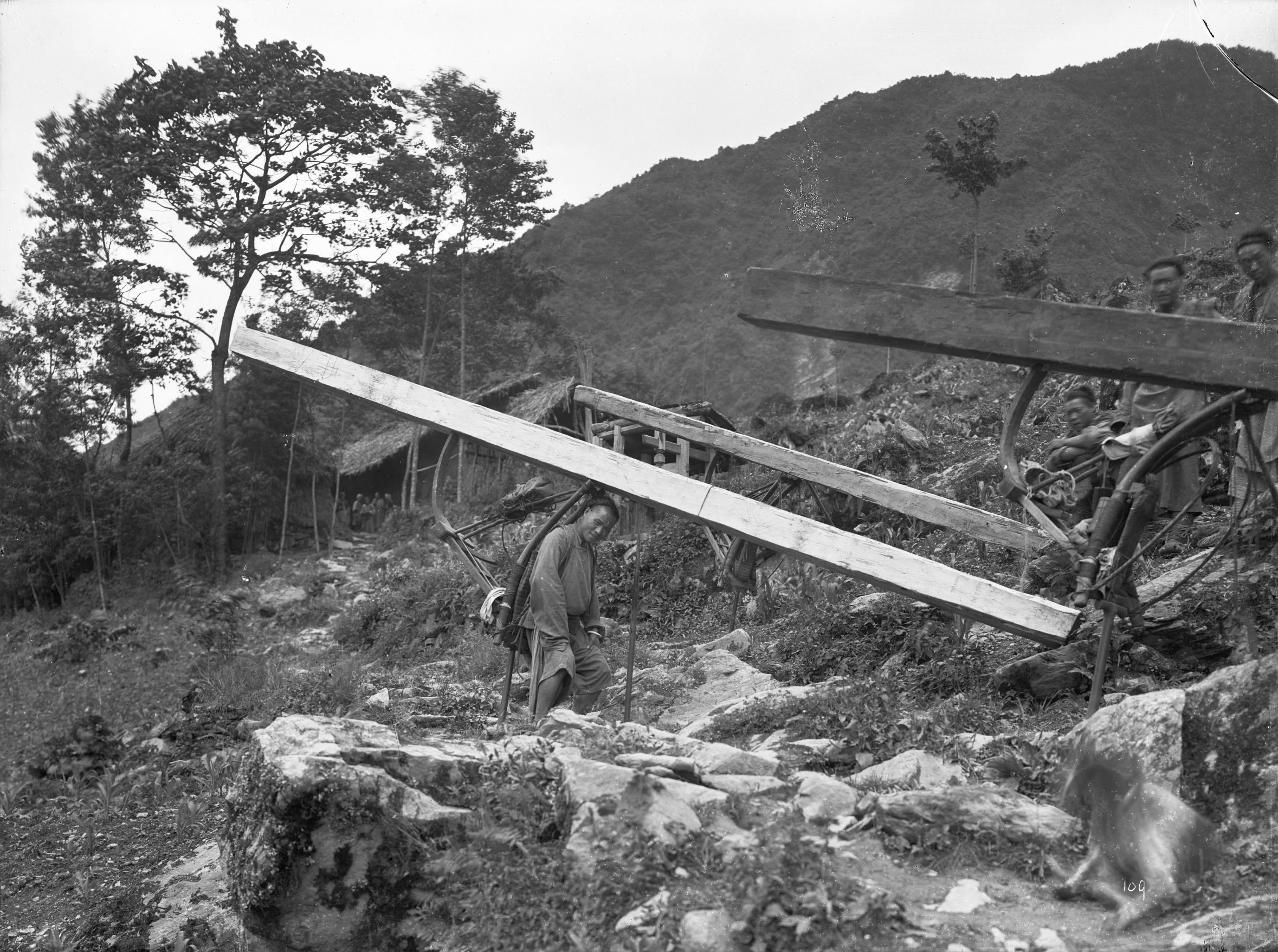 A porter carrying a Yunnan hemlock (Tsuga yunnanensis) log west of Dujiangyan (Kuan Hsien), Sichuan in an Ernest Wilson photograph. He noted that the log measured 18 feet 6 inches (5.6 meters) by 9 inches (23 centimeters) by 7 inches (18 centimeters).