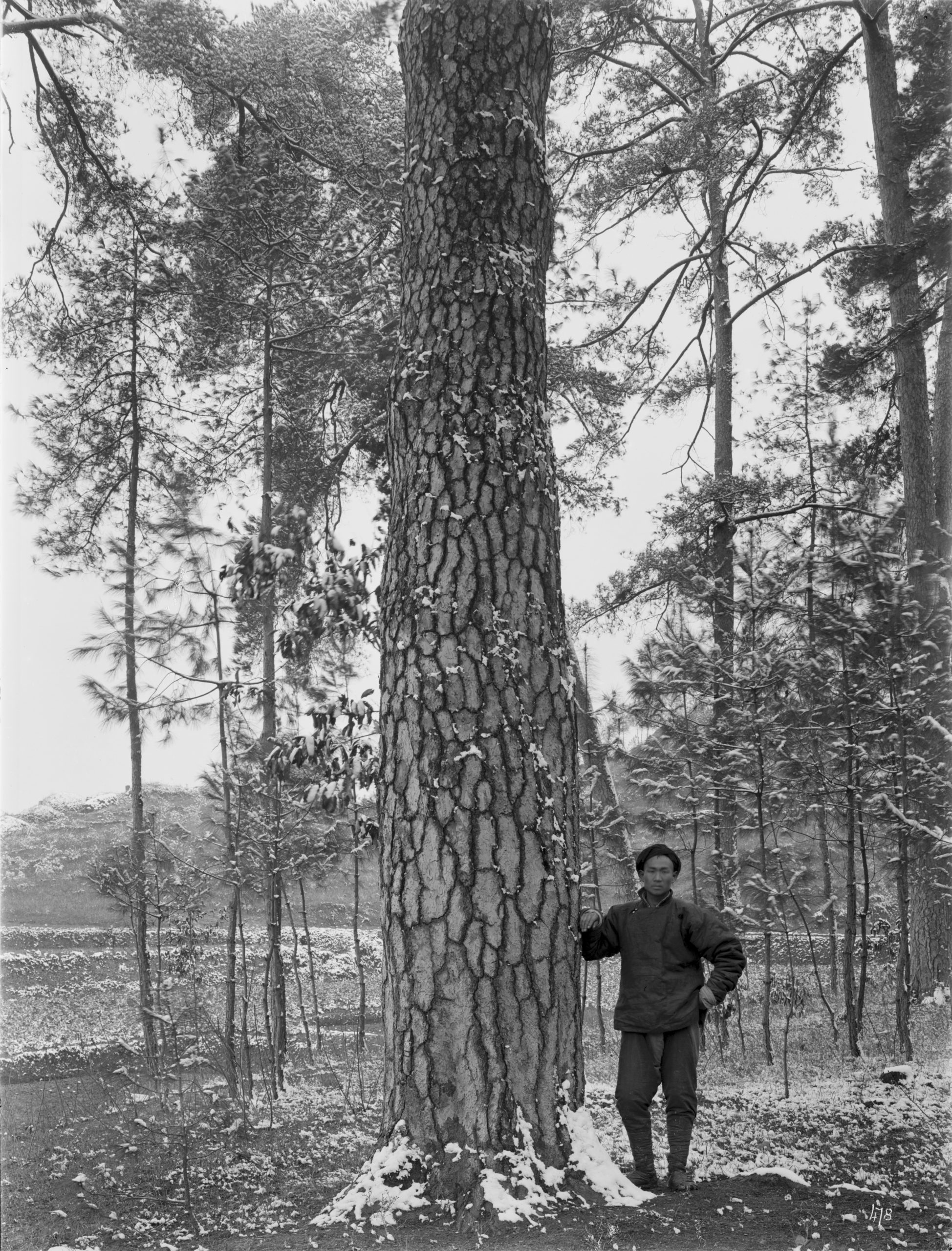 One of Ernest Wilson's assistants stands beside a giant specimen of Masson's pine (Pinus massoniana) for scale near Yichang, Hubei Province. Wilson records it's height as 90 feet (27.5 meters) and it's girth as 12 feet (3.6 meters).