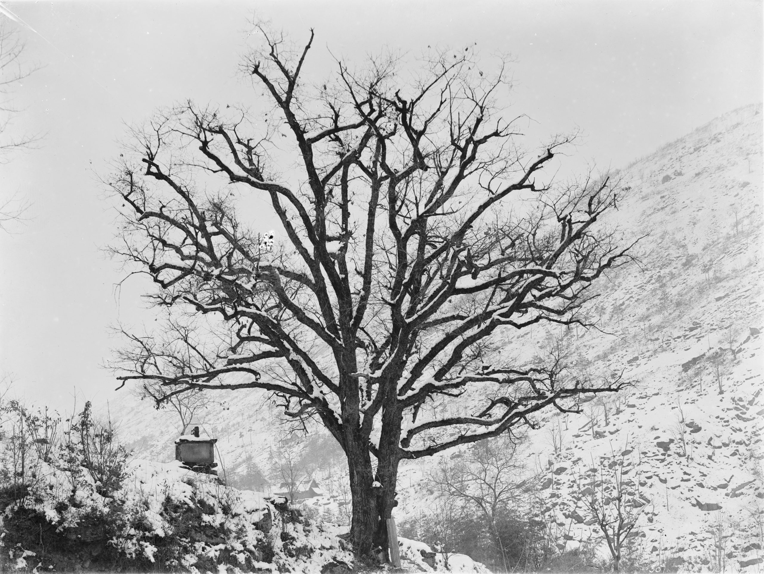 An Oriental white oak (Quercus aliena var. acuteserrata) photographed in Changyang County, Hubei Province by Ernest Wilson, with small shrine.