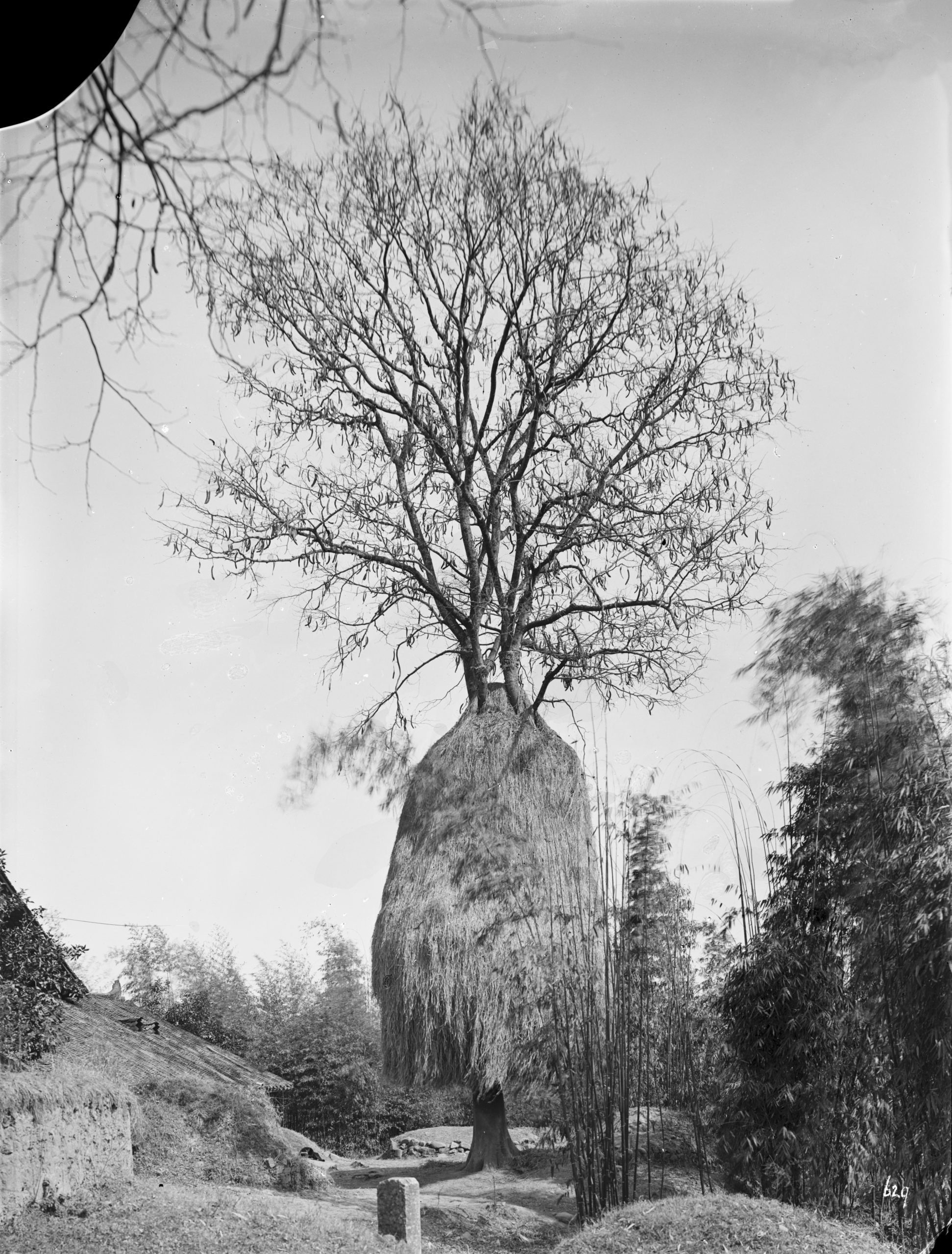 Ernest Wislon photographed this honey locust (Gleditsia macracantha) in February 1909 near Yichang, Hubei Province. Wilson records that the tree was in fruit and that local farmers had stacked rice straw around the trunk.