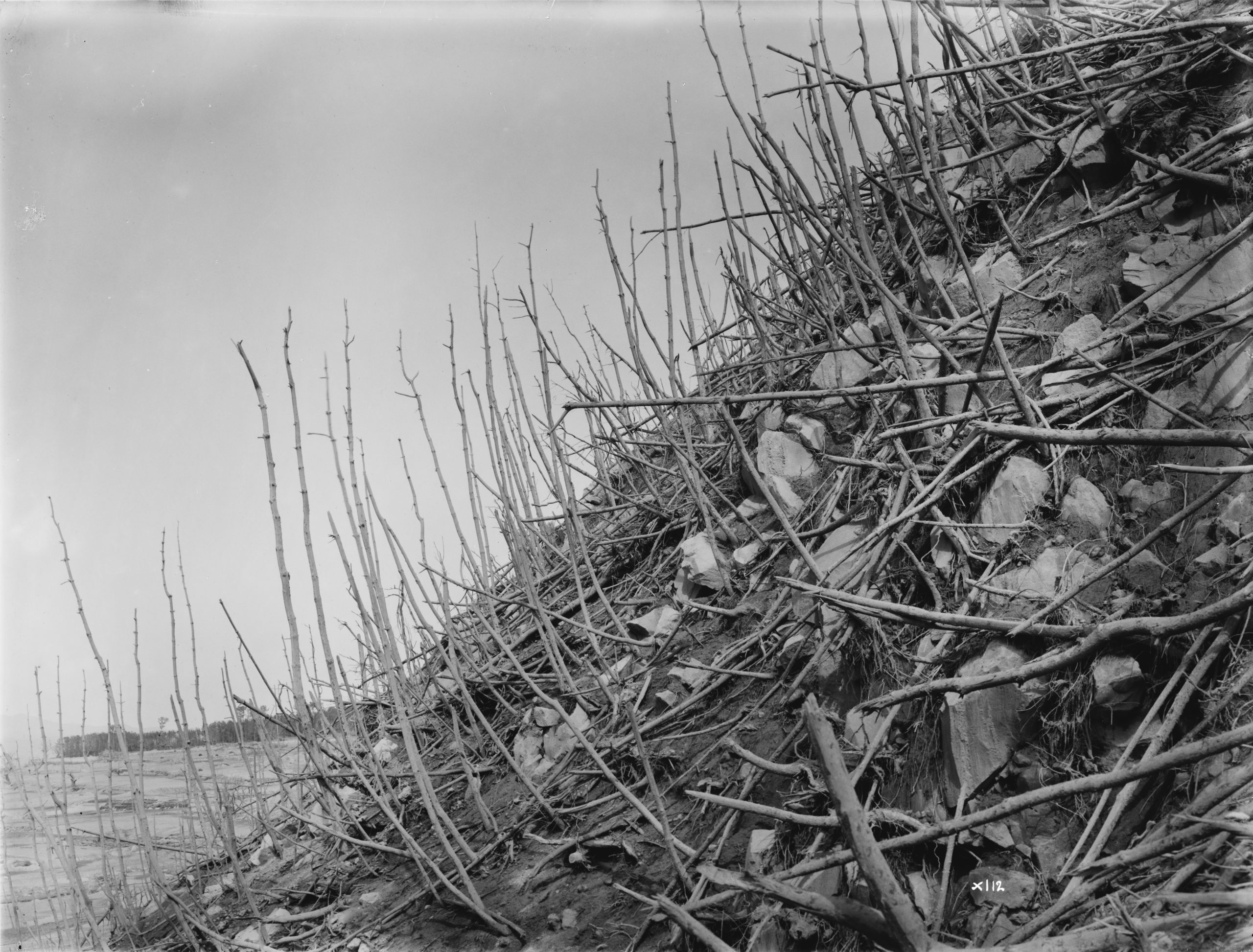 In March 1914, Ernest Wilson captured this image of former pine woods devastated by the hot blast from the Sakurajima volcano near Kagoshima, Japan.