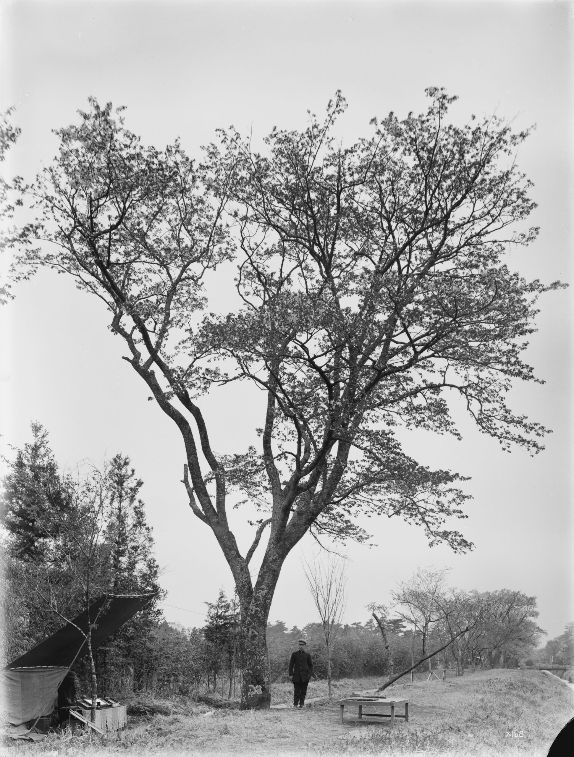 Ernest Wilson photographed this tall Japanese Cherry (Prunus serrulata var. spontanea) in Koganei near Tokyo, Japan. He recorded the height as 45 feet (14 meters), its circumference as 8 feet (2.5 meters), and 30 feet (9 meters) through the crown.