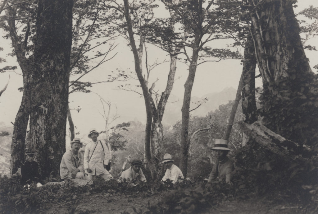 Ernest Wilson (second from left) and a group of plant collectors in a grove of Korean maples (Acer pseudosieboldianum) on Ulleungdo (Ooryong-too or Dagelet) Island, South Korea, June 1917.