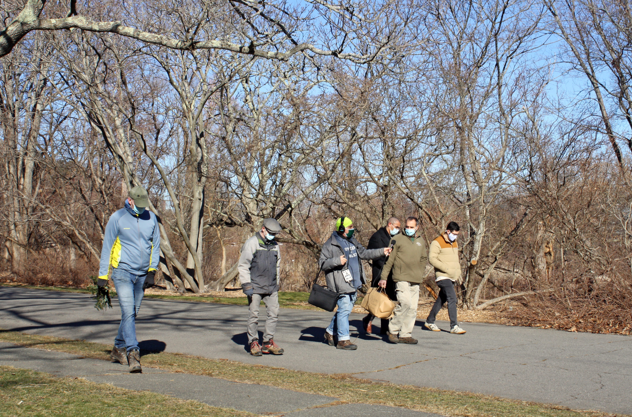 It’s Winter and the Hunt Is on for Invasive Pests at the Arnold Arboretum