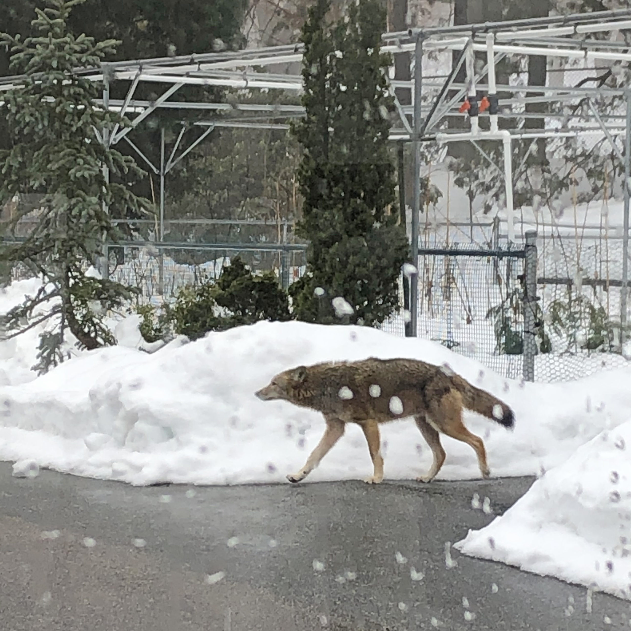 coyote at the Dana Greenhouses