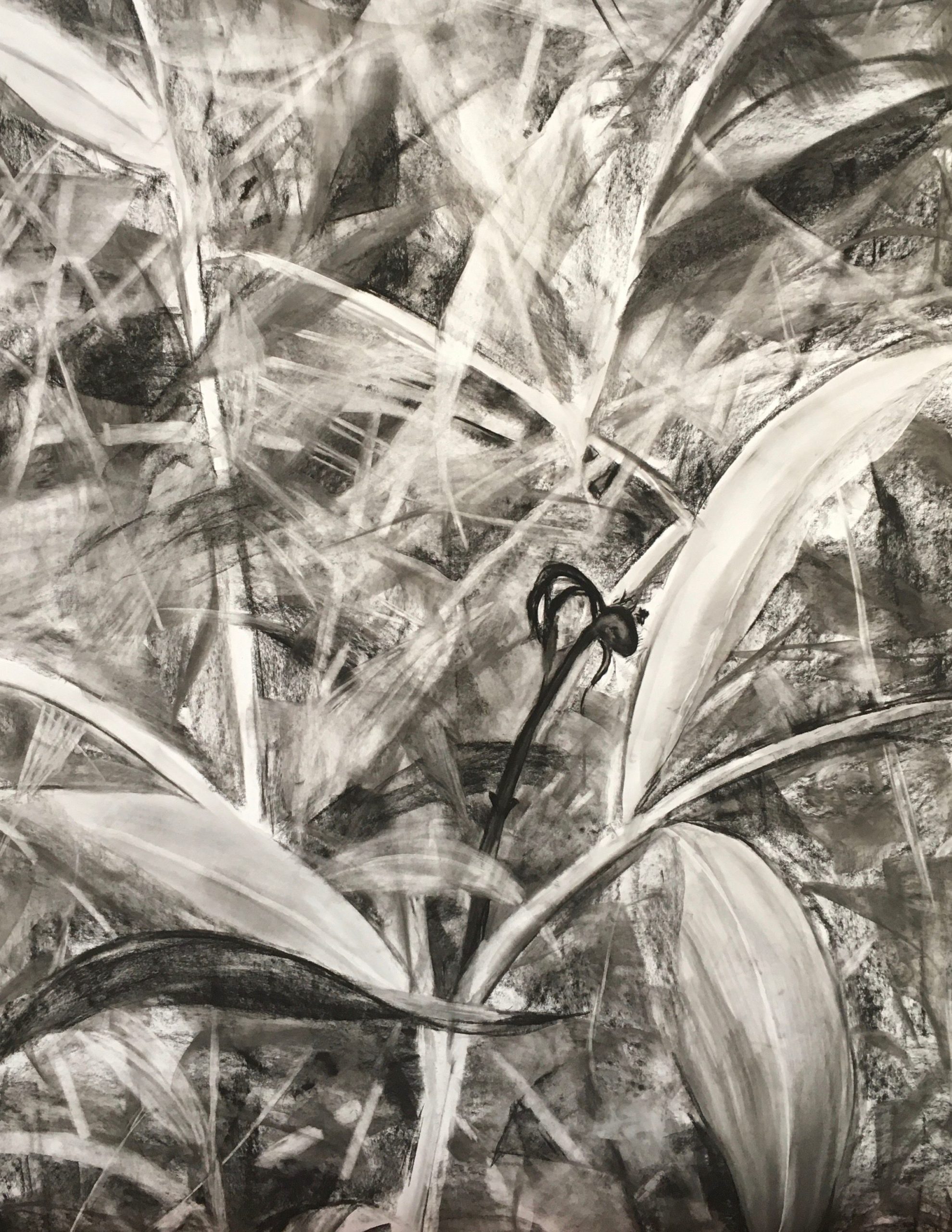 Charcoal, gray, black, white image of many leaves