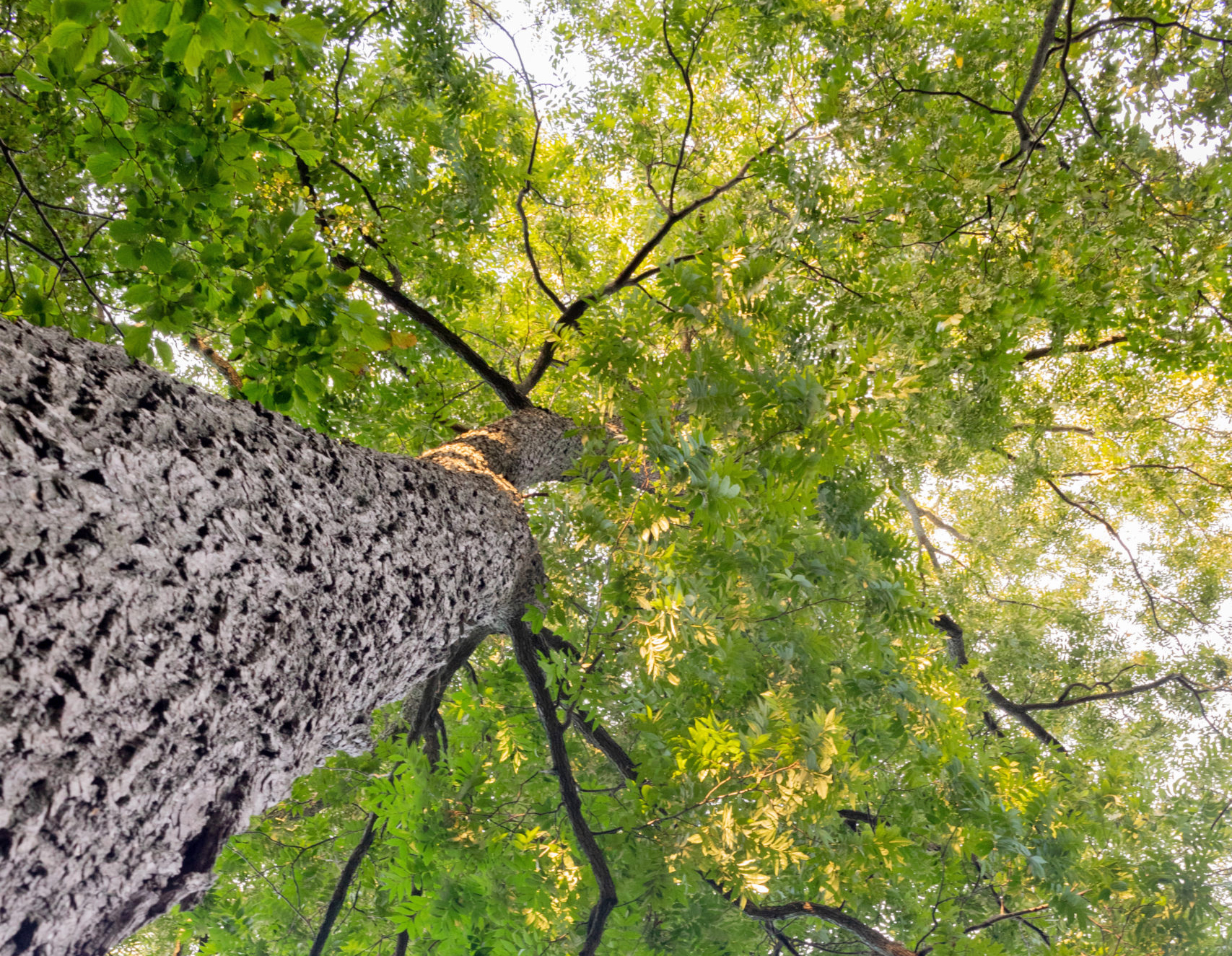 Carya illinoinensis by Ned Friedman