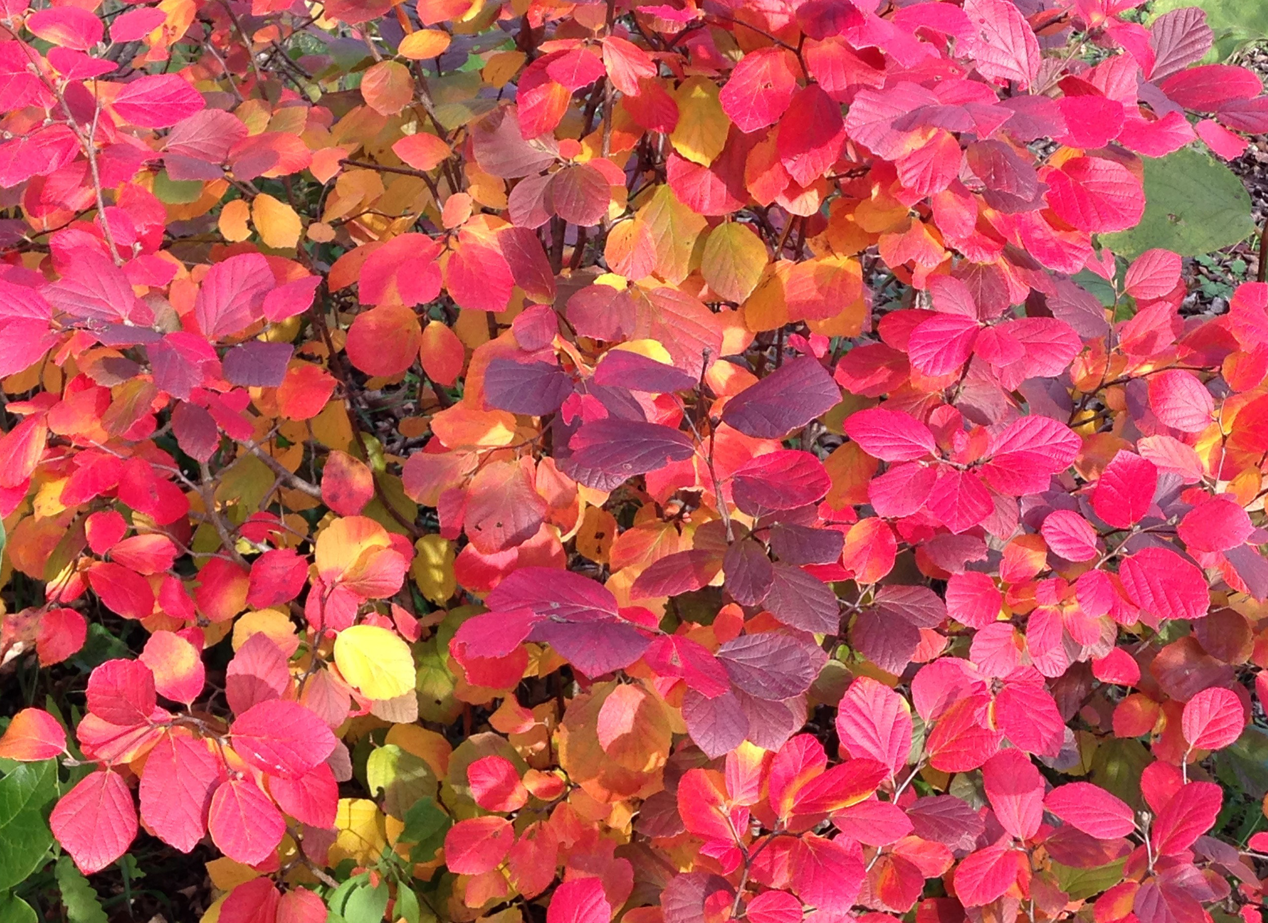 fothergilla_legend_of_the_fall