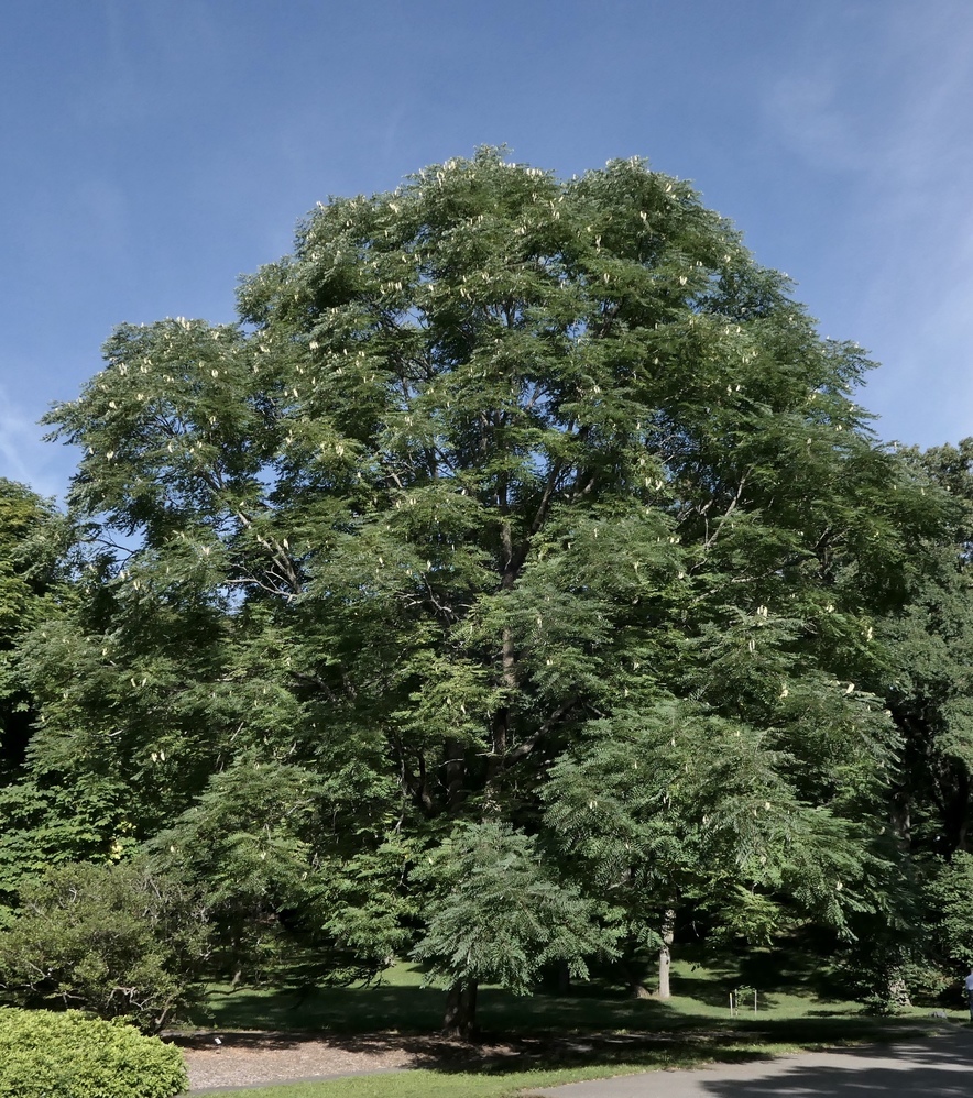 Dome-shaped, spreading canopy of accession 1181-83*A, filled with ripening seed pods.