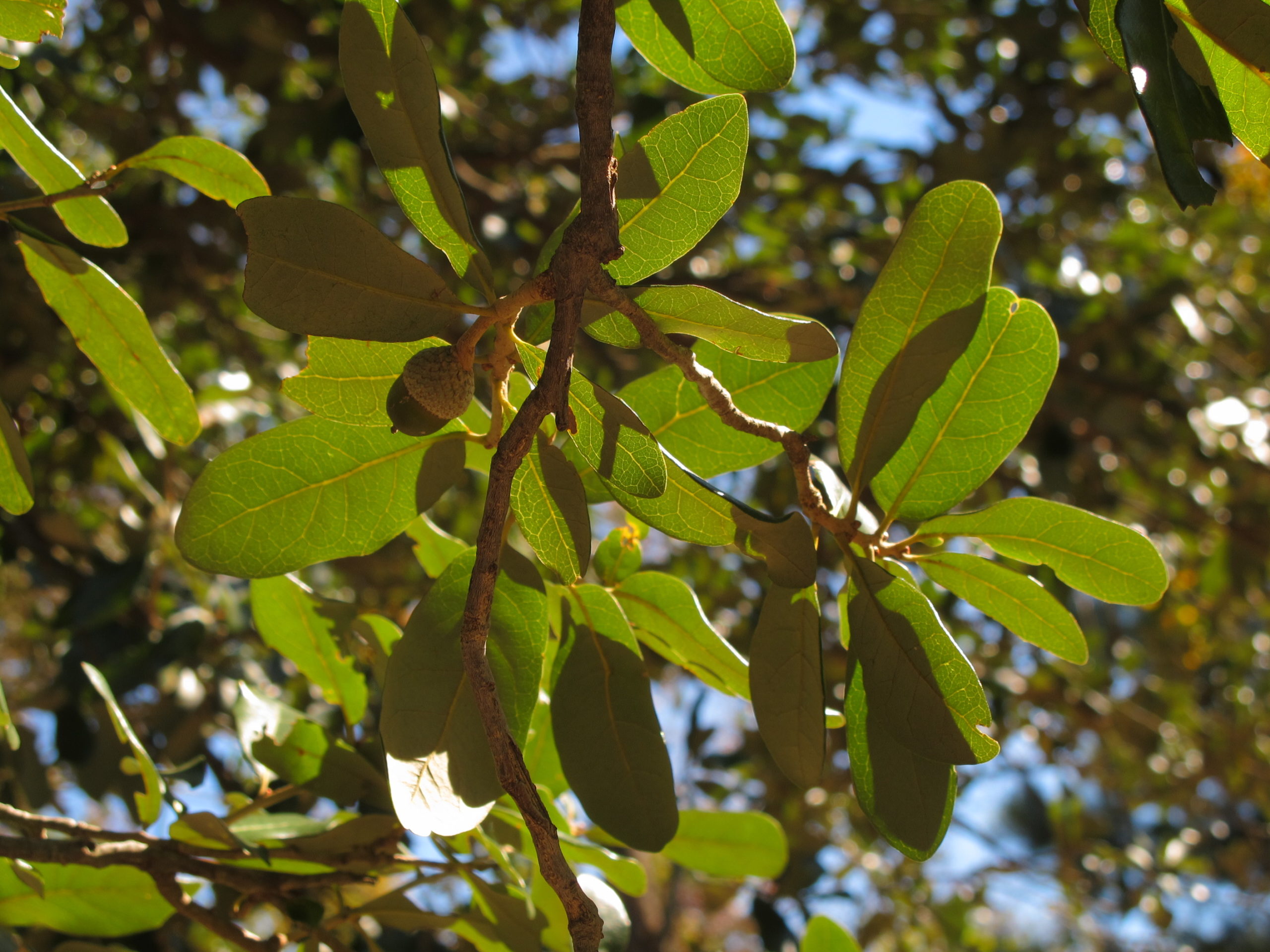 A closer look at the seeds and leathery leaves of the live oak (Quercus virginiana) collected in Bryant Park.