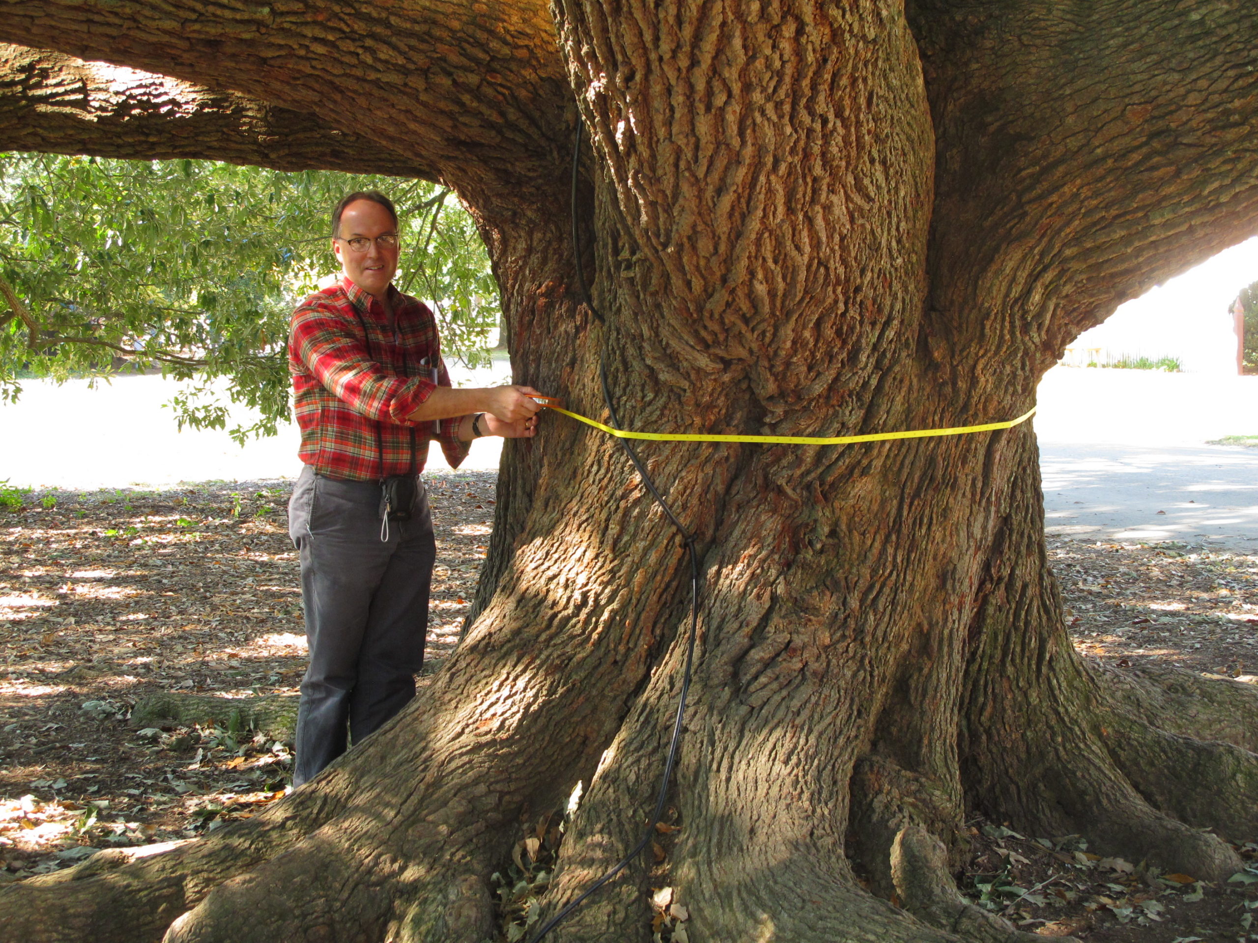 Anthony Aiello measuring the diameter of a large live oak (Quercus virginiana) in Bryant Park.