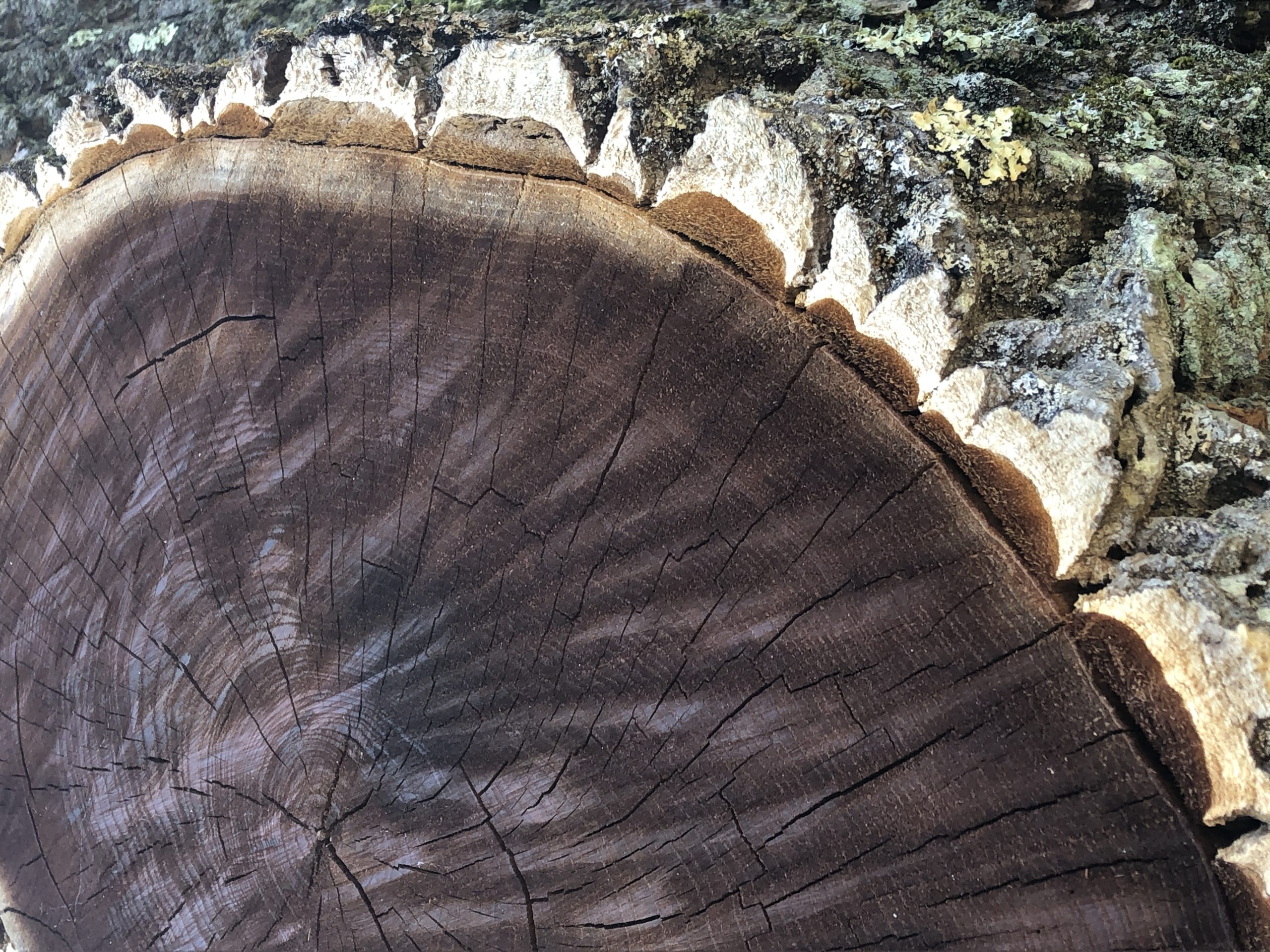 close up of tree slice