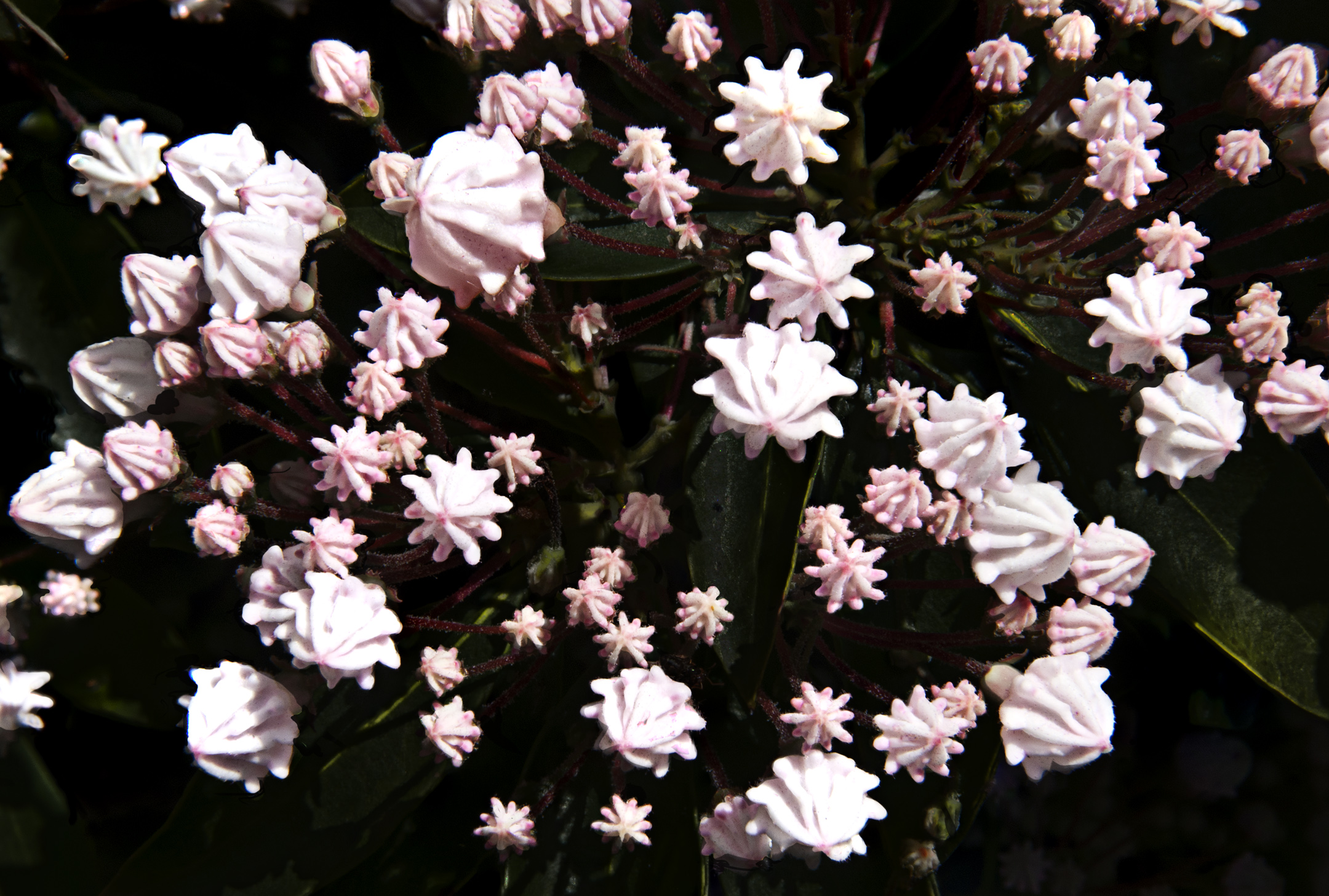 tiny buds of the mountain laurel shrub