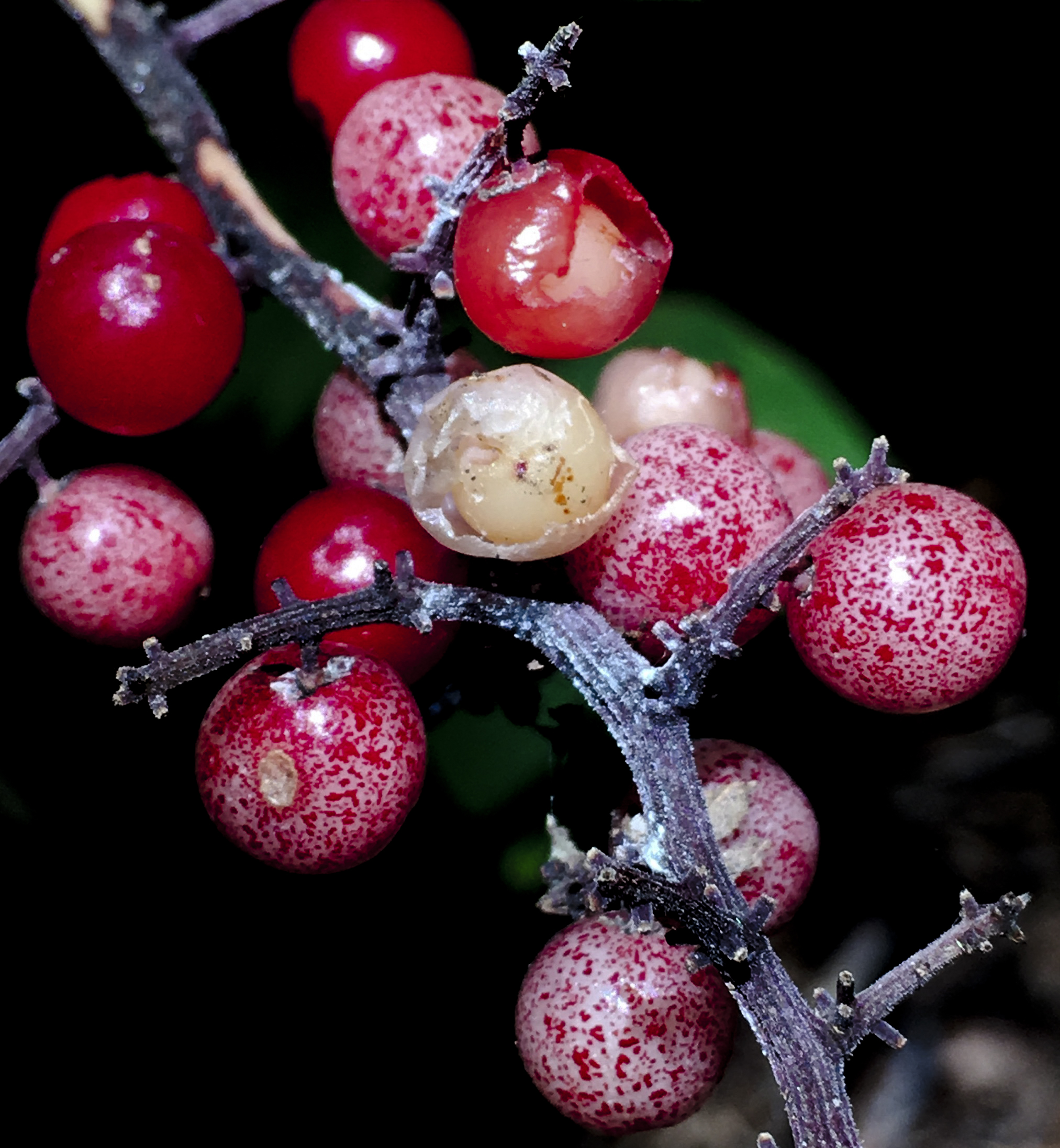 clump of berries on a branch