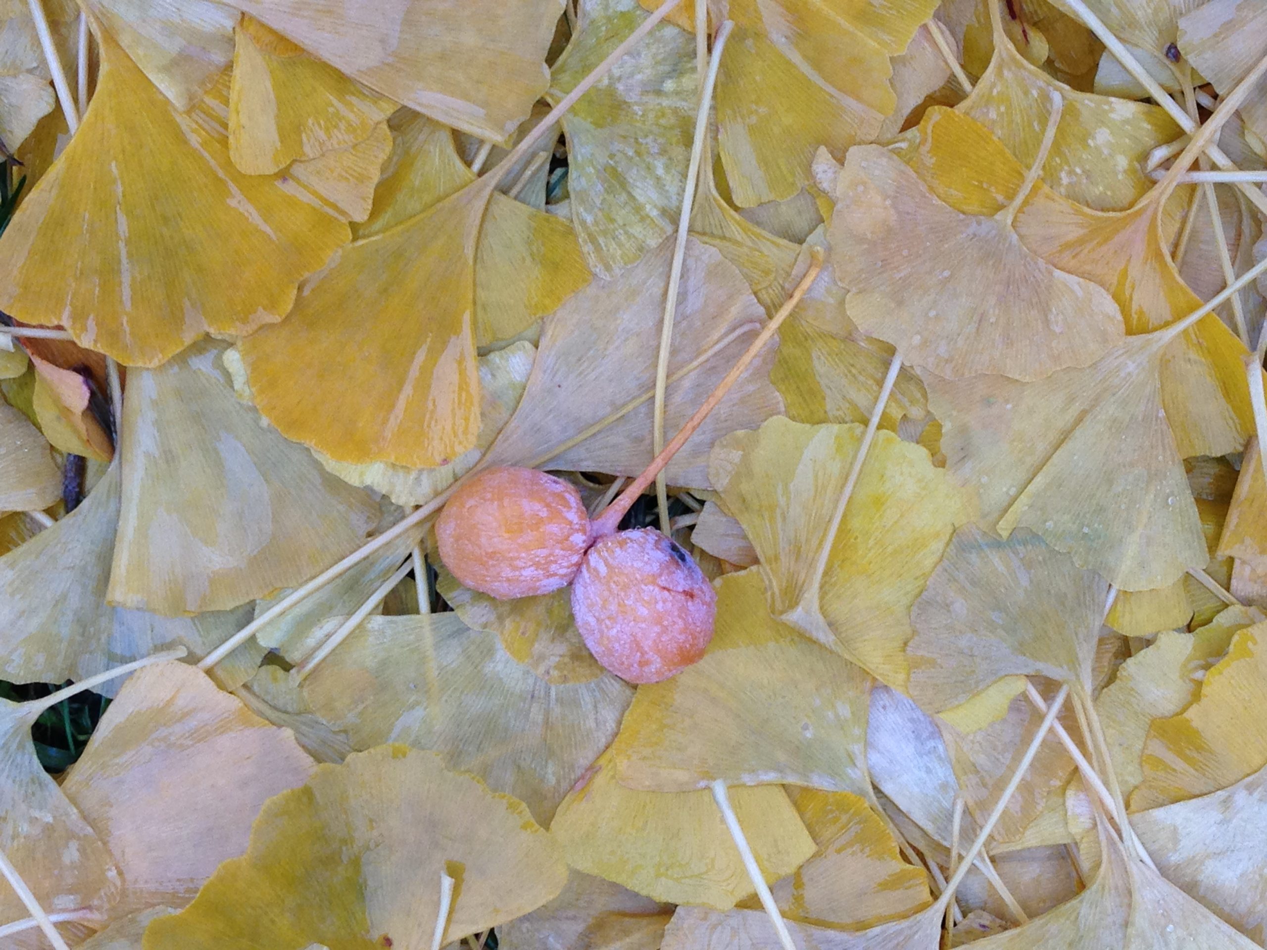 close up of ginkgo leaves and fruit on the ground