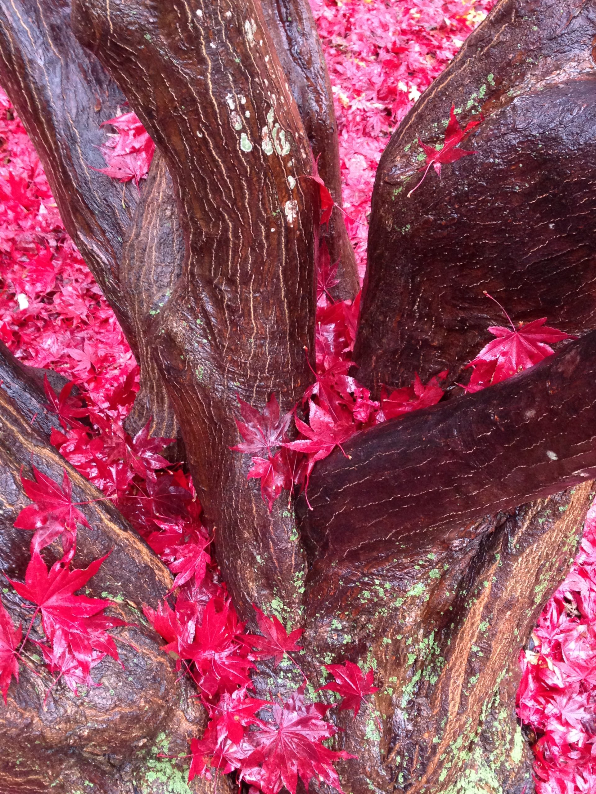 fall leaves at the base of tree trunks