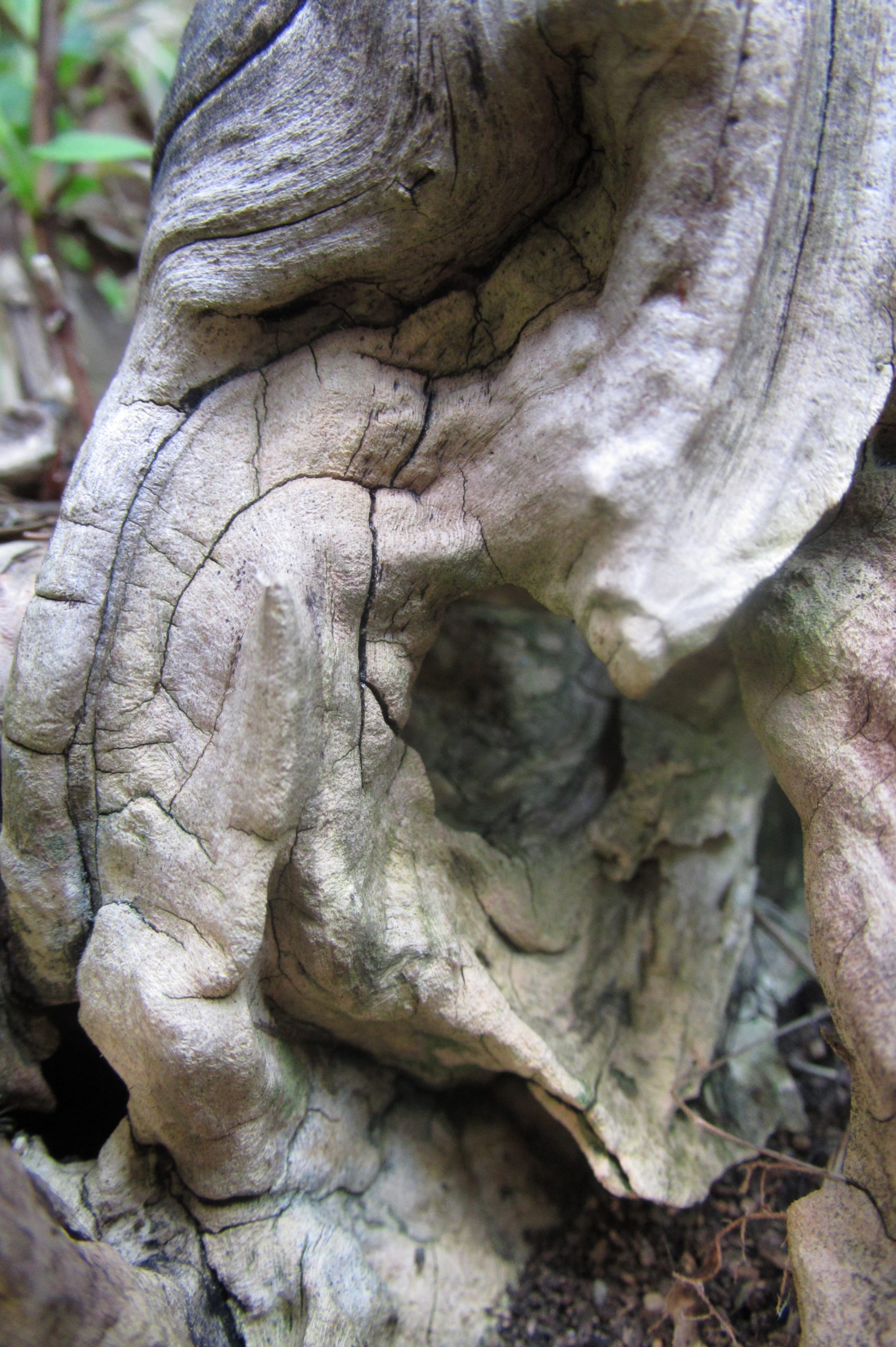 close up of thick tree bark