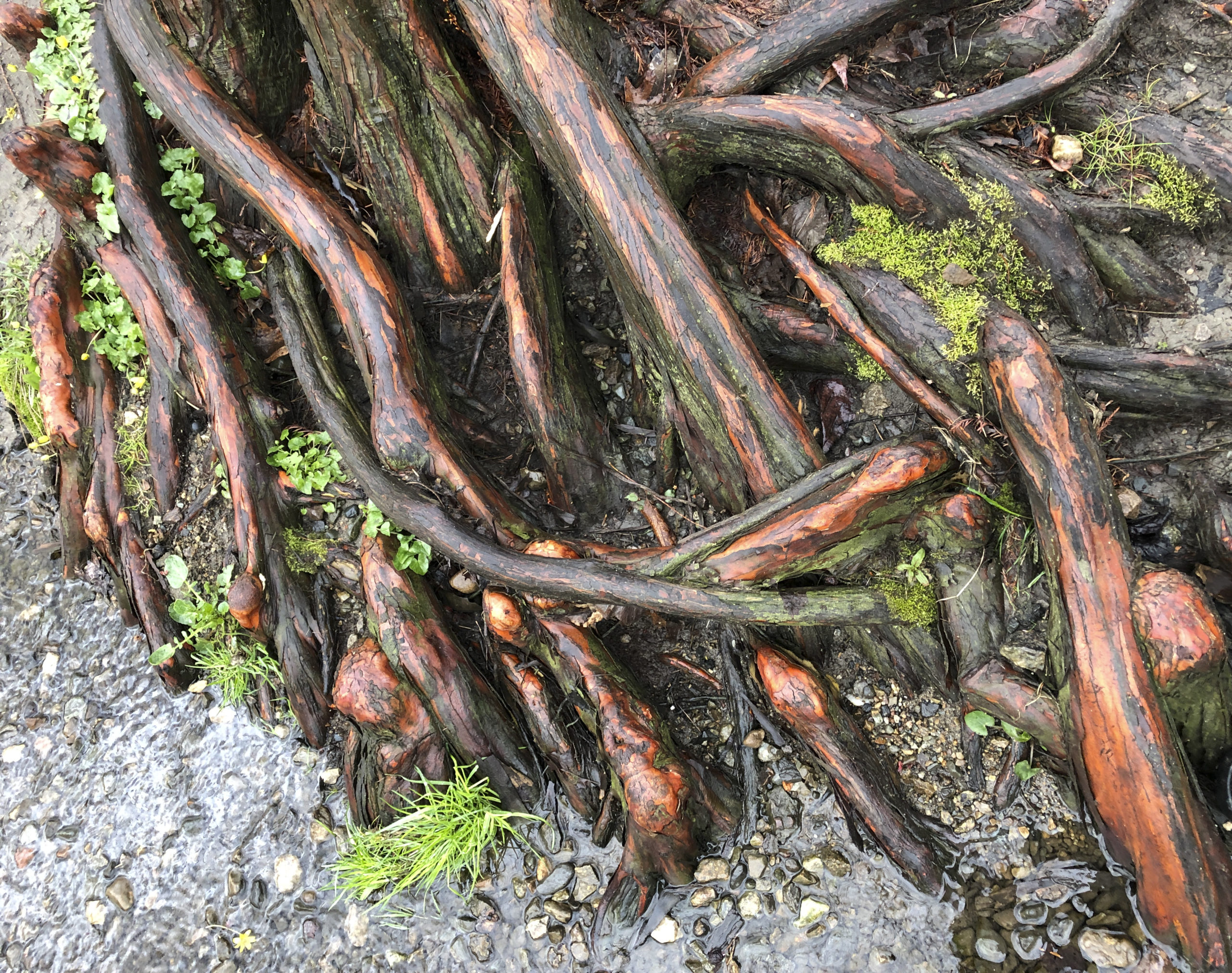 roots of a tree raised above the ground