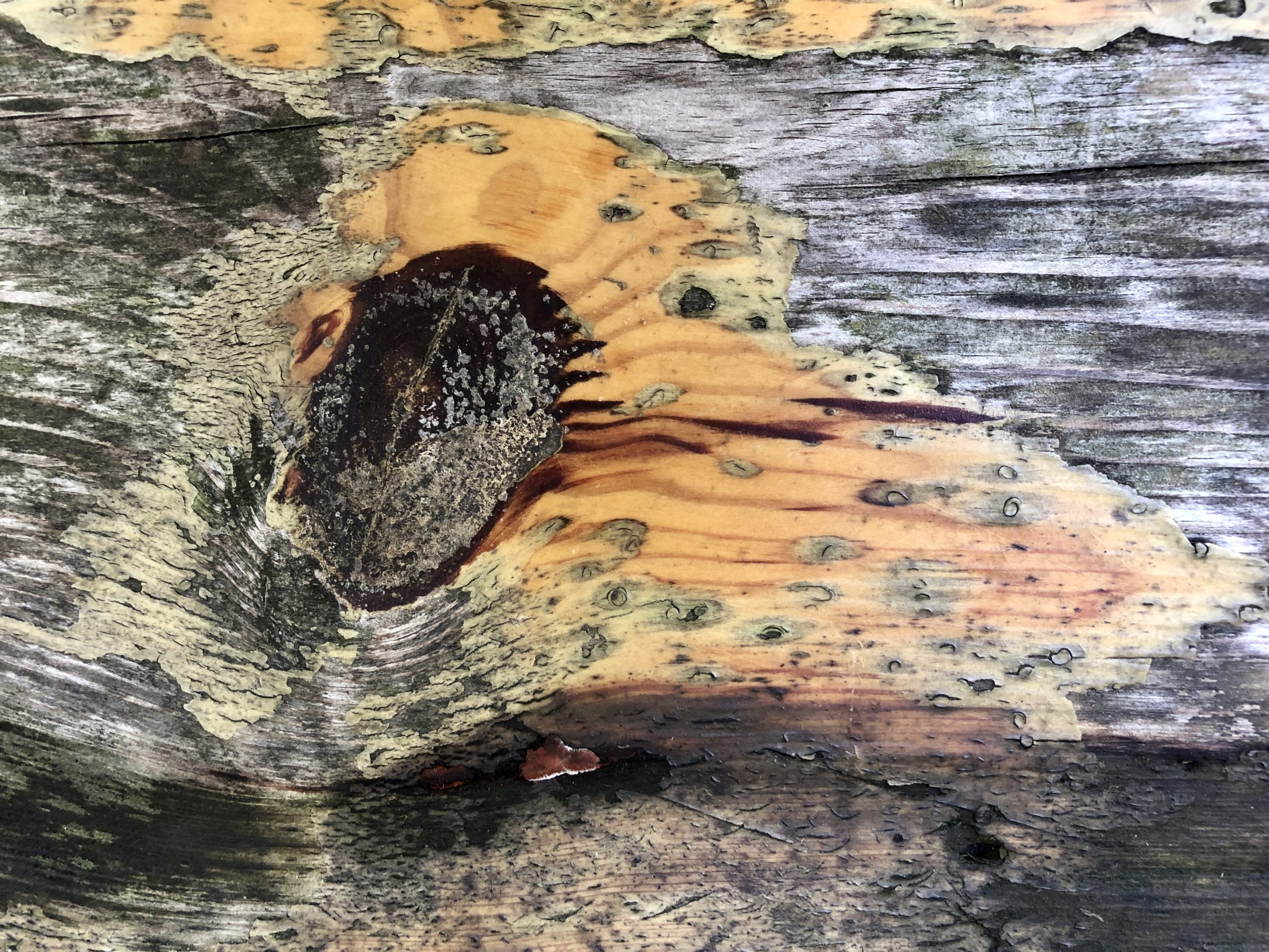 close up of bark with different colors and textures