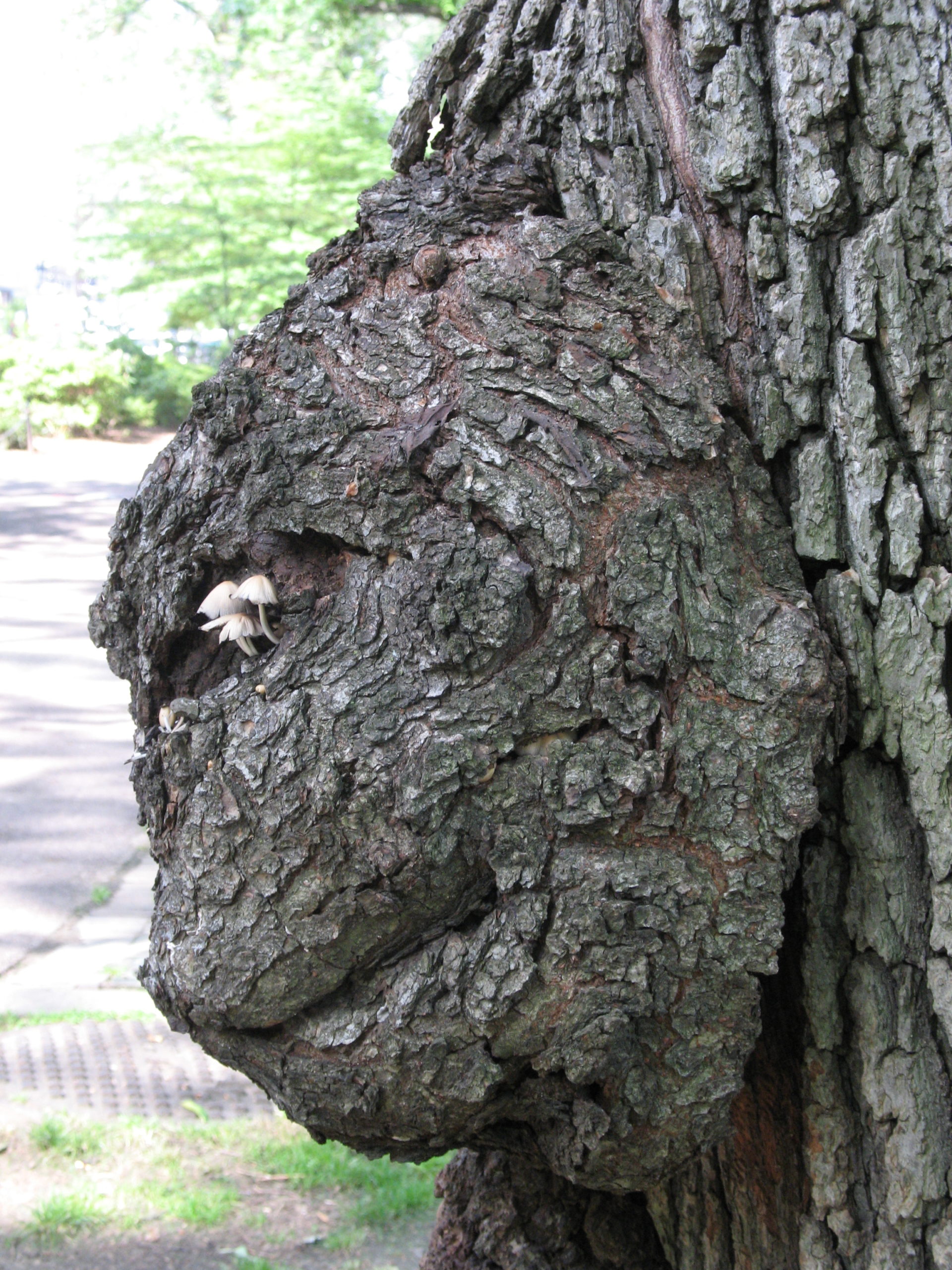 tree trunk bulging out in profile