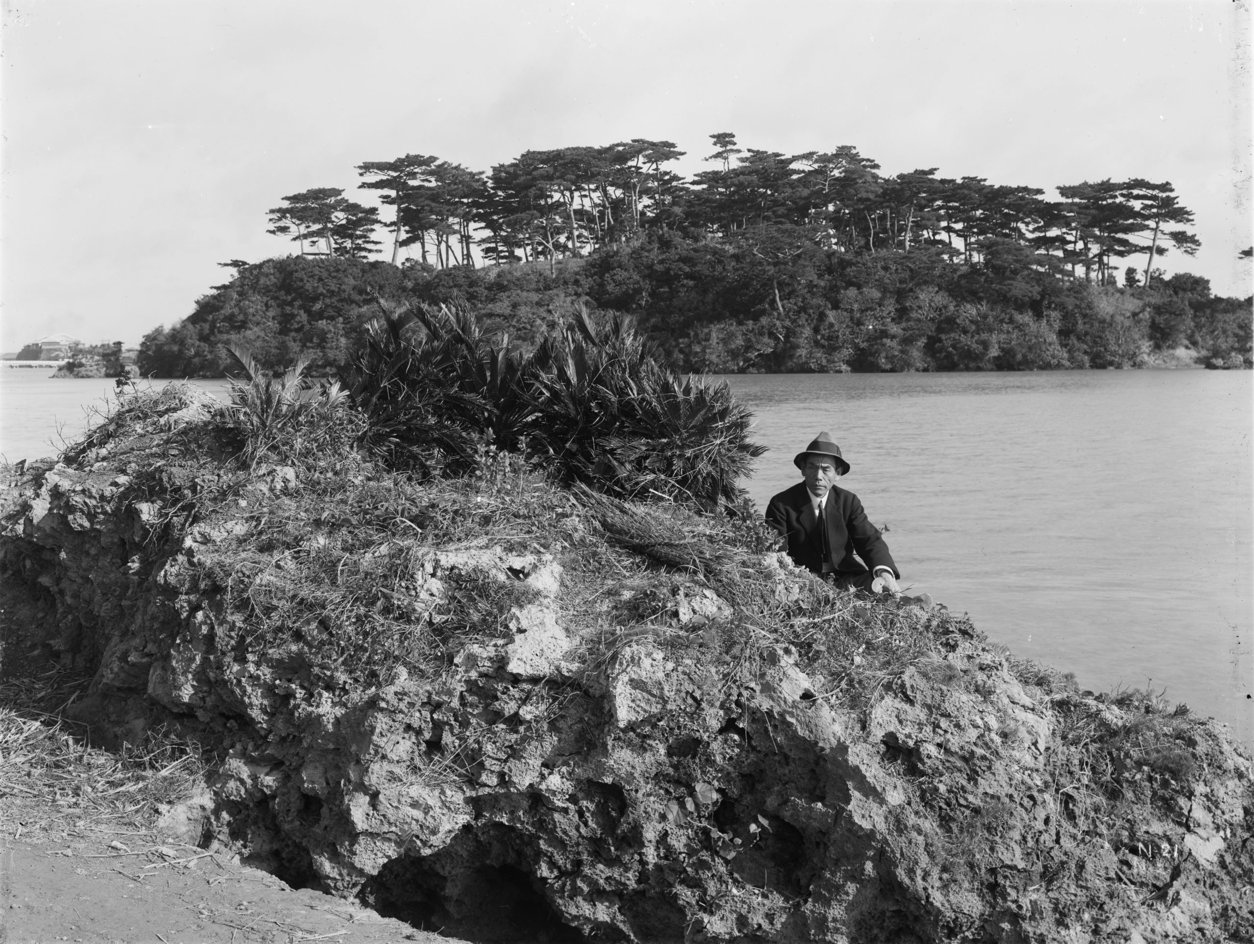 In February 1917, Ernest Wilson photographed sago palm (Cycas revoluta) growing spontaneously on coral rocks near Naha, Okinawa. Luchu pine (Pinus luchuensis woods may be seen beyond.