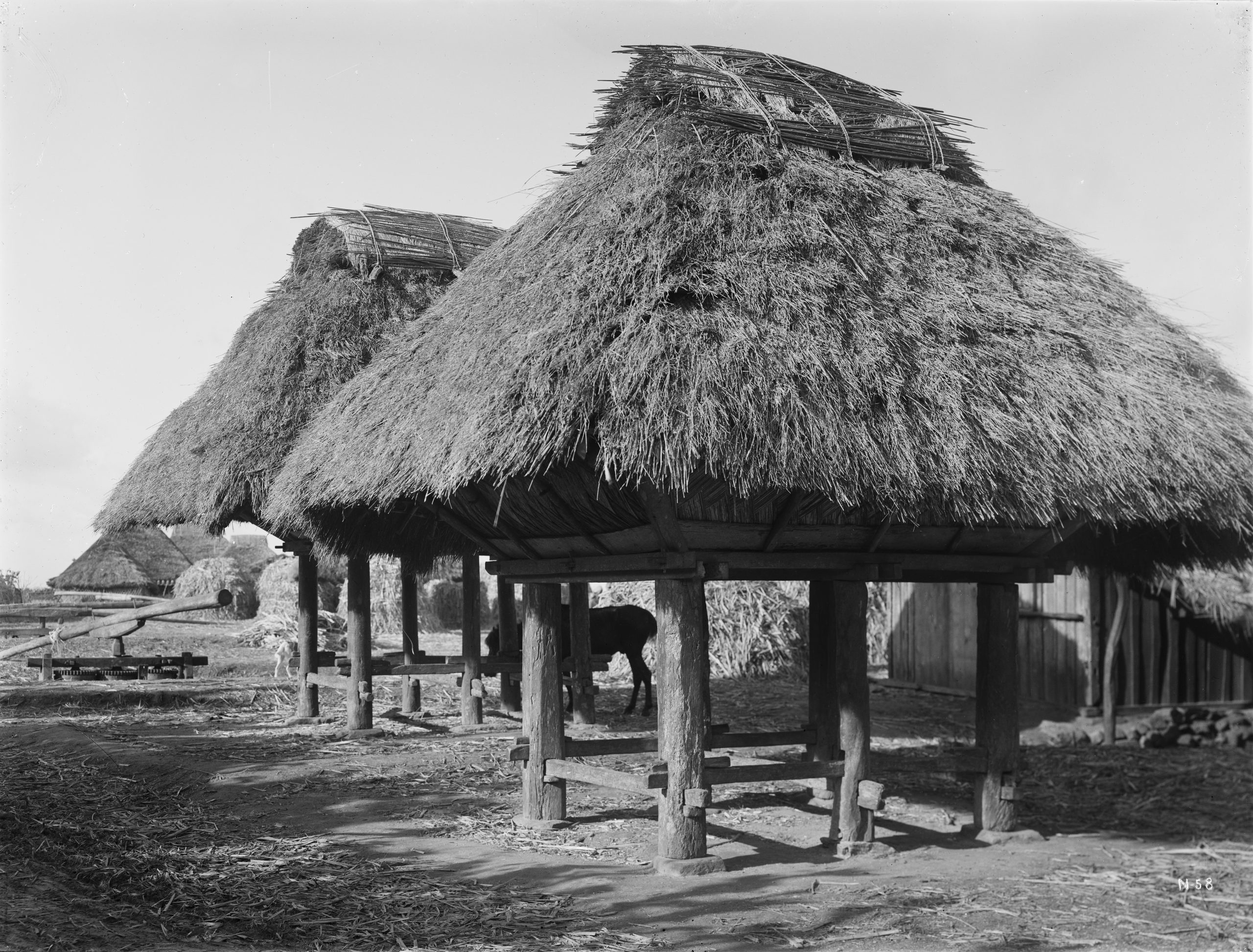 Rice granaries with a sugar-mill to the left, photographed by Ernest Wilson in Nago, Okinawa, in March 1917.