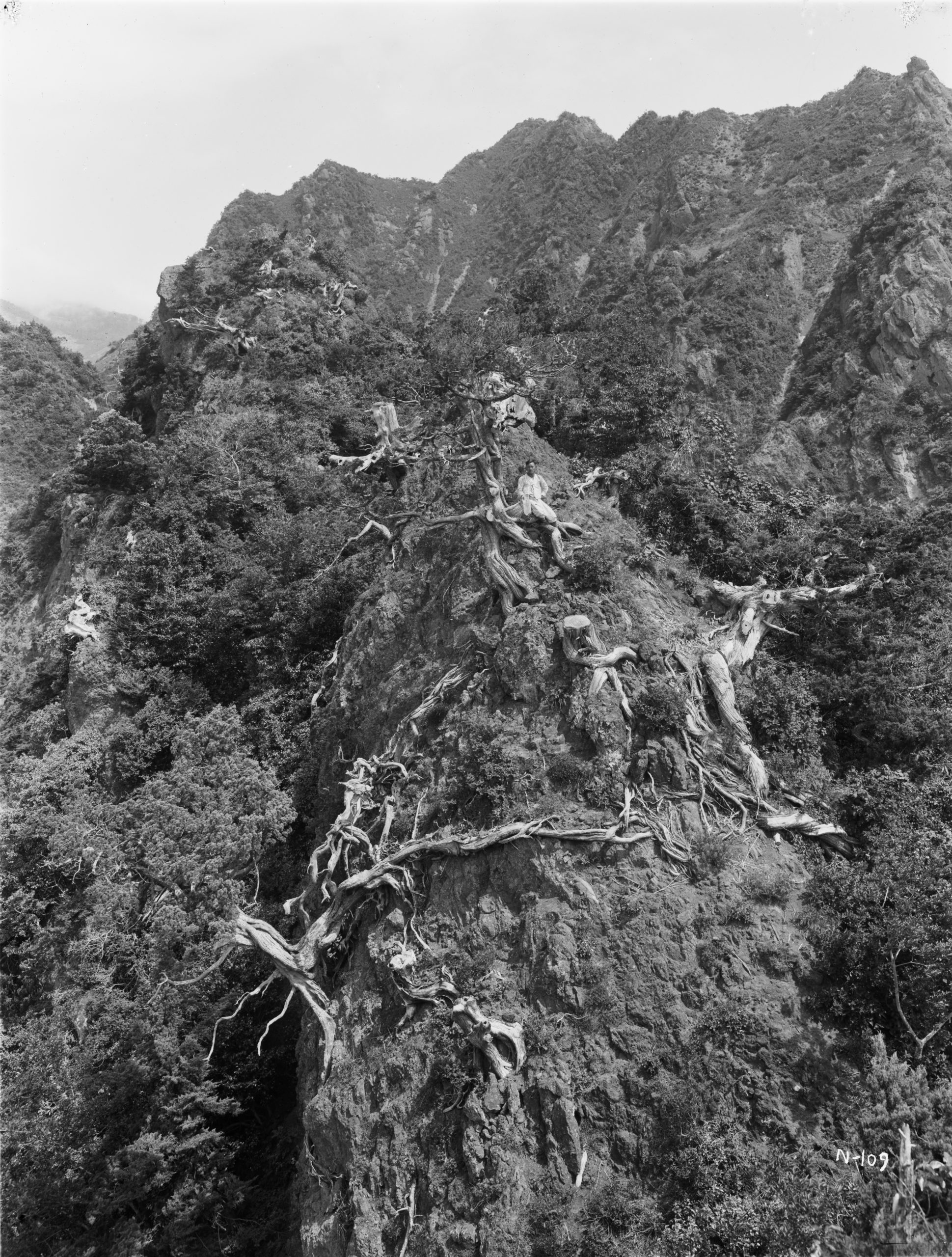 A gnarled Chinese juniper (Juniperus chinensis) clings to a volcanic outcrop on Ulleungdo (Oo-ryong-too, Dagelet) Island in this June 1917 photograph by Ernest Wilson.