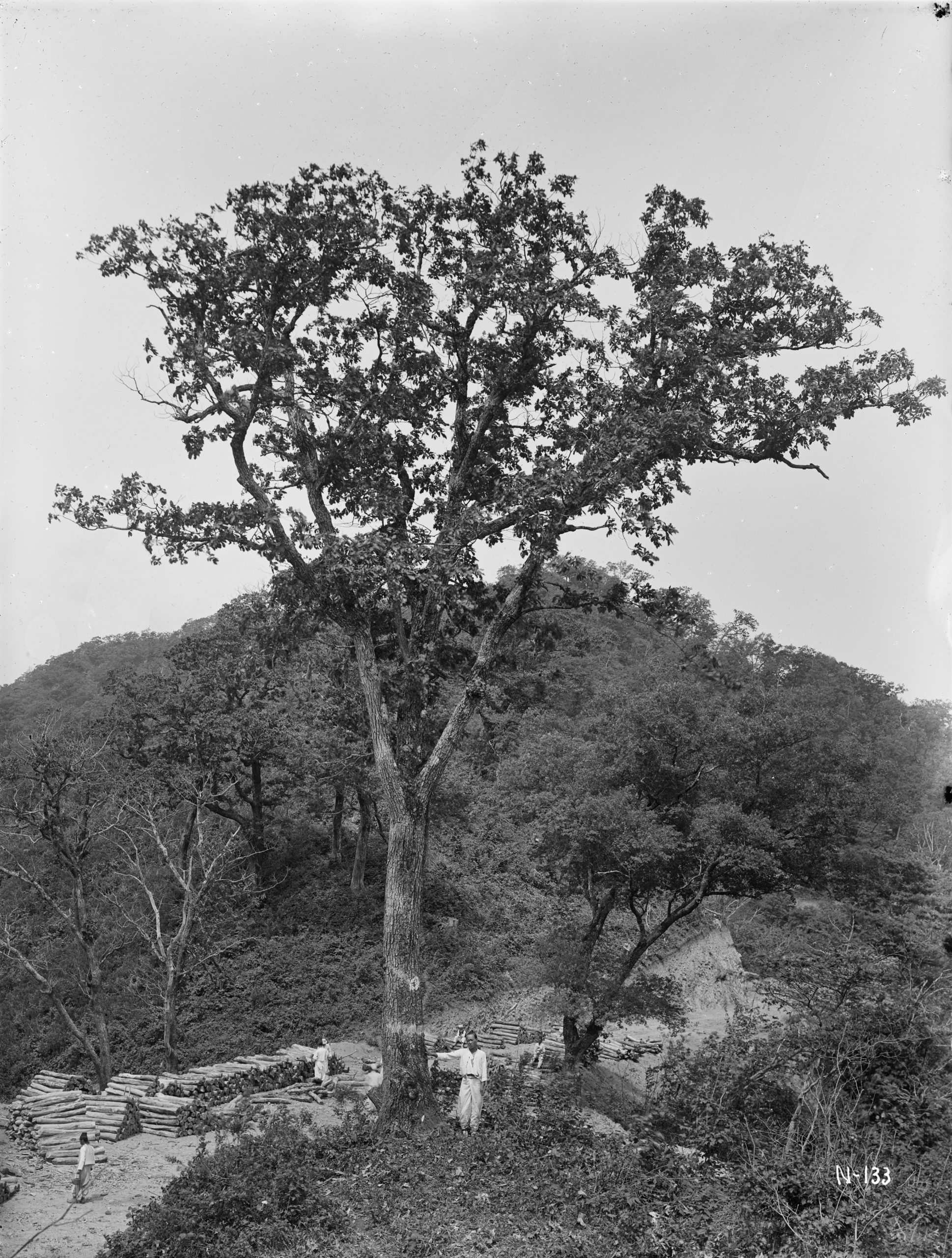 Ernest Wilson photographed this 60 foot (18 meter) Mongolian oak (Quercus mongolica) in the forests in Tapdong (Takkori), (North) Korea in June 1917. He notes that this was one of the most common trees in the region.