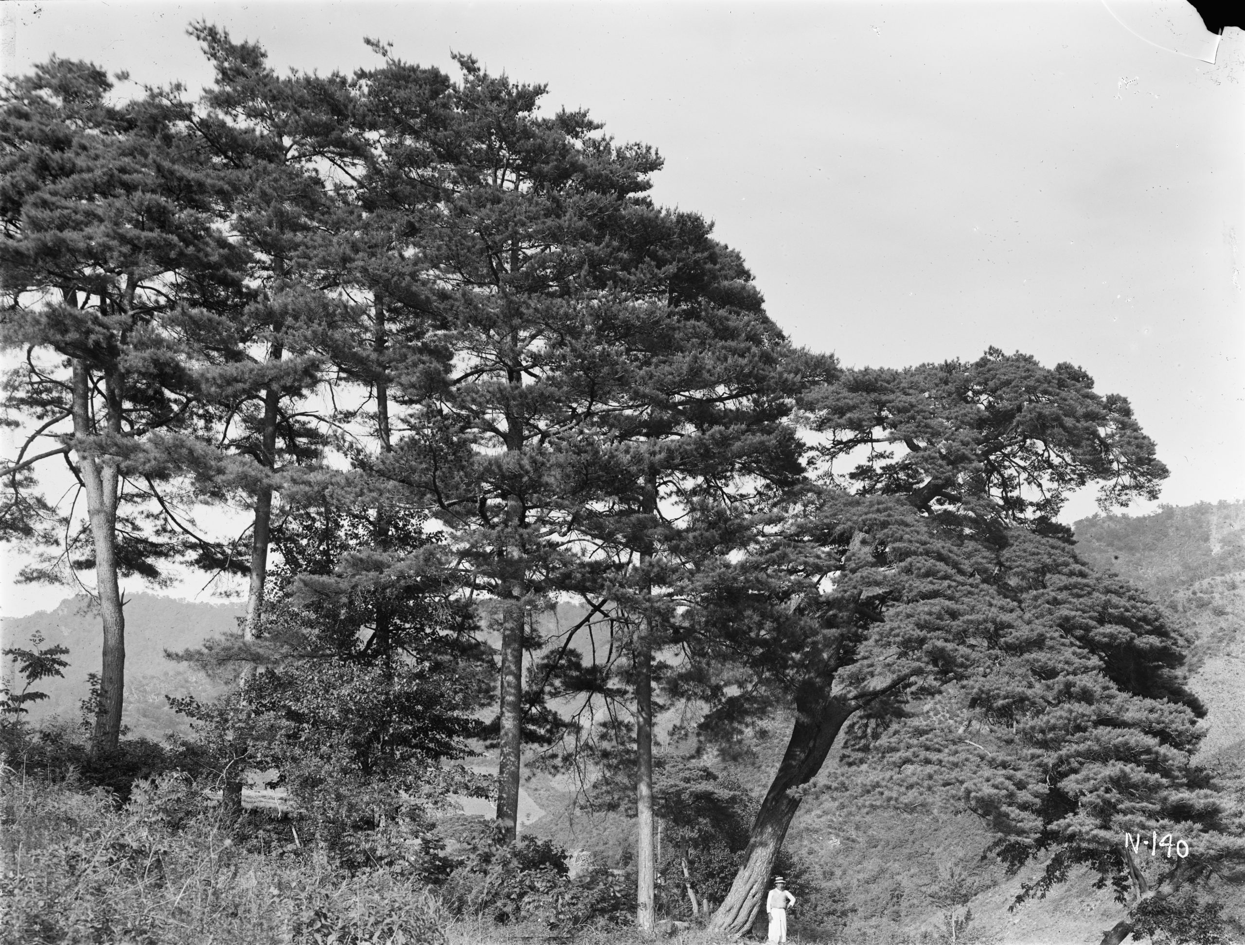 Ernest Wilson photographed this stand of Japanese red pine (Pinus densiflora) near Taiyudo, (North) Korea in June 1917. The trees stood between 50-60 feet (15-18 meters) tall.