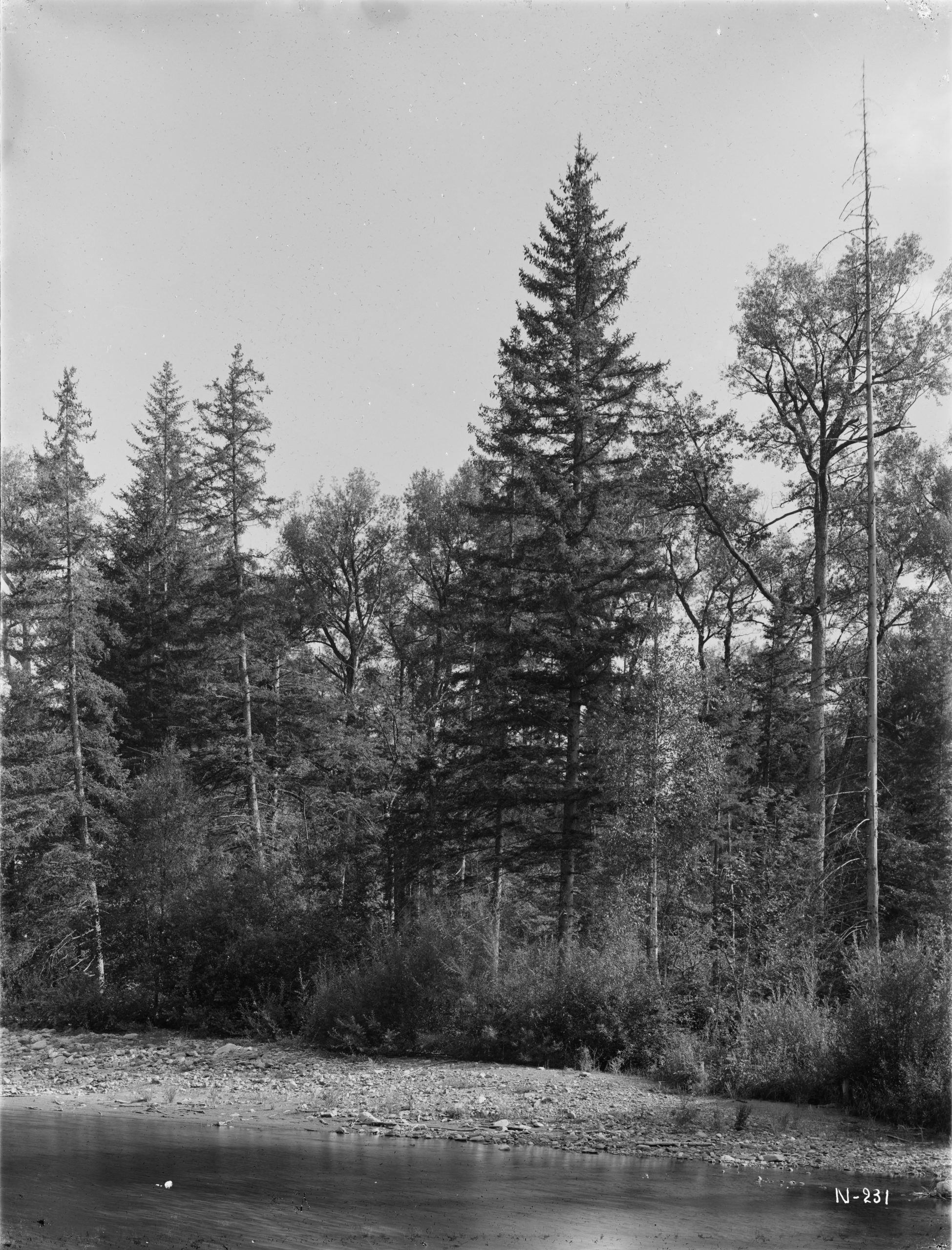 Koyama's spruce (Picea koyamae) and Japanese poplars (Populus maximowiczii photographed by Ernest Wilson near Engan, North Kankyo Province in August 1917. Bush willows may be seen in foreground.