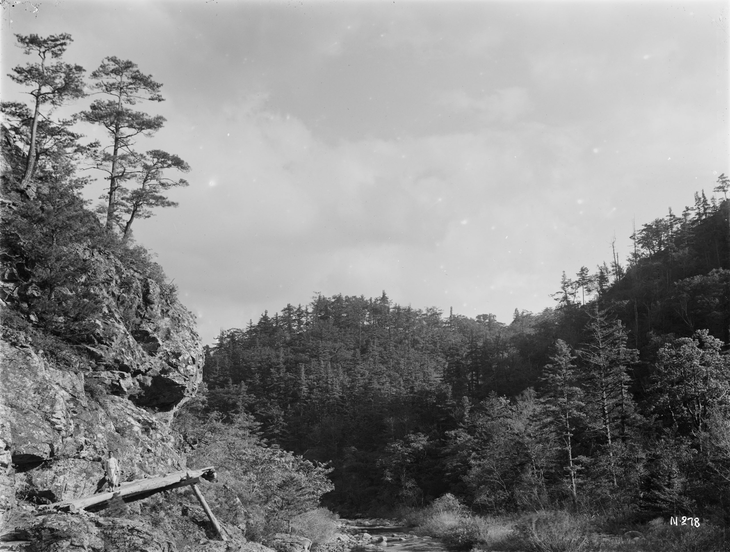 A view in the Kumgang Mountains with Korean pine (Pinus koraiensis),/i> and Mongolian oak Quercus mongolica forming mixed forests. Japanese red pine (Pinus densiflora) may be seen on the left-hand cliff. Photographed by Ernest Wilson near Yutenji, Kumgang, Kogen Province in October 1917.