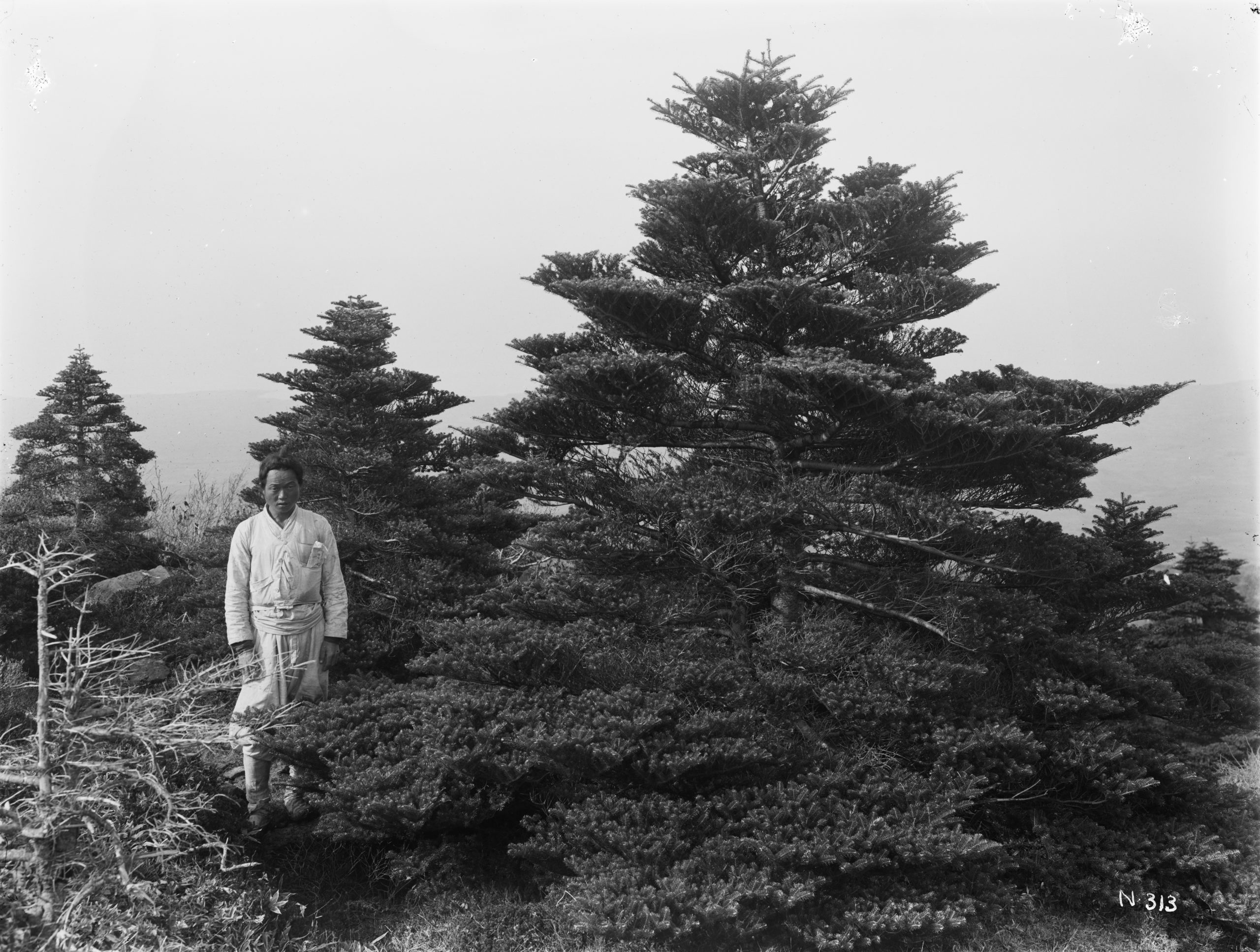 A man stands beside a Korean fir (Abies koreana for scale. This tree was typical of specimens on windswept slopes of Hallasan Mountain, Jeju Island, South Korea. Photograph by Ernest Wilson, October 1917.