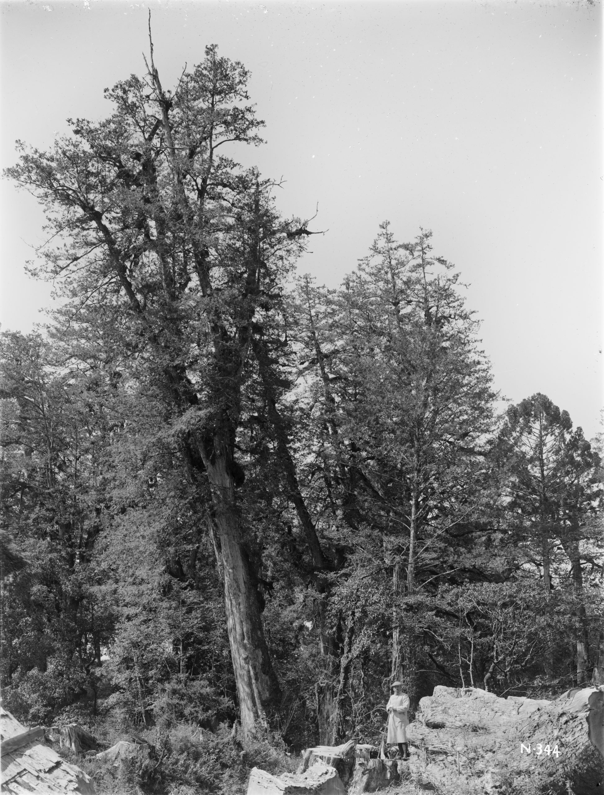 This robust Taiwan cypress (Chamaecyparis formosensis) attracted Ernest Wilson's camera on Alishan in January 1918. It stood 120 feet (36.5 meters) tall with a circumference of about 35 feet (10.5 meters).