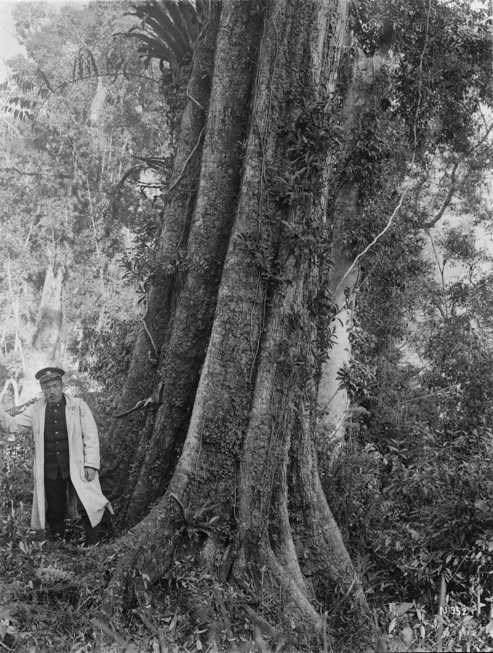 Ryozo Kanehira stands beside a large Castanopsis acuminatissima at Alishan in February 1918.