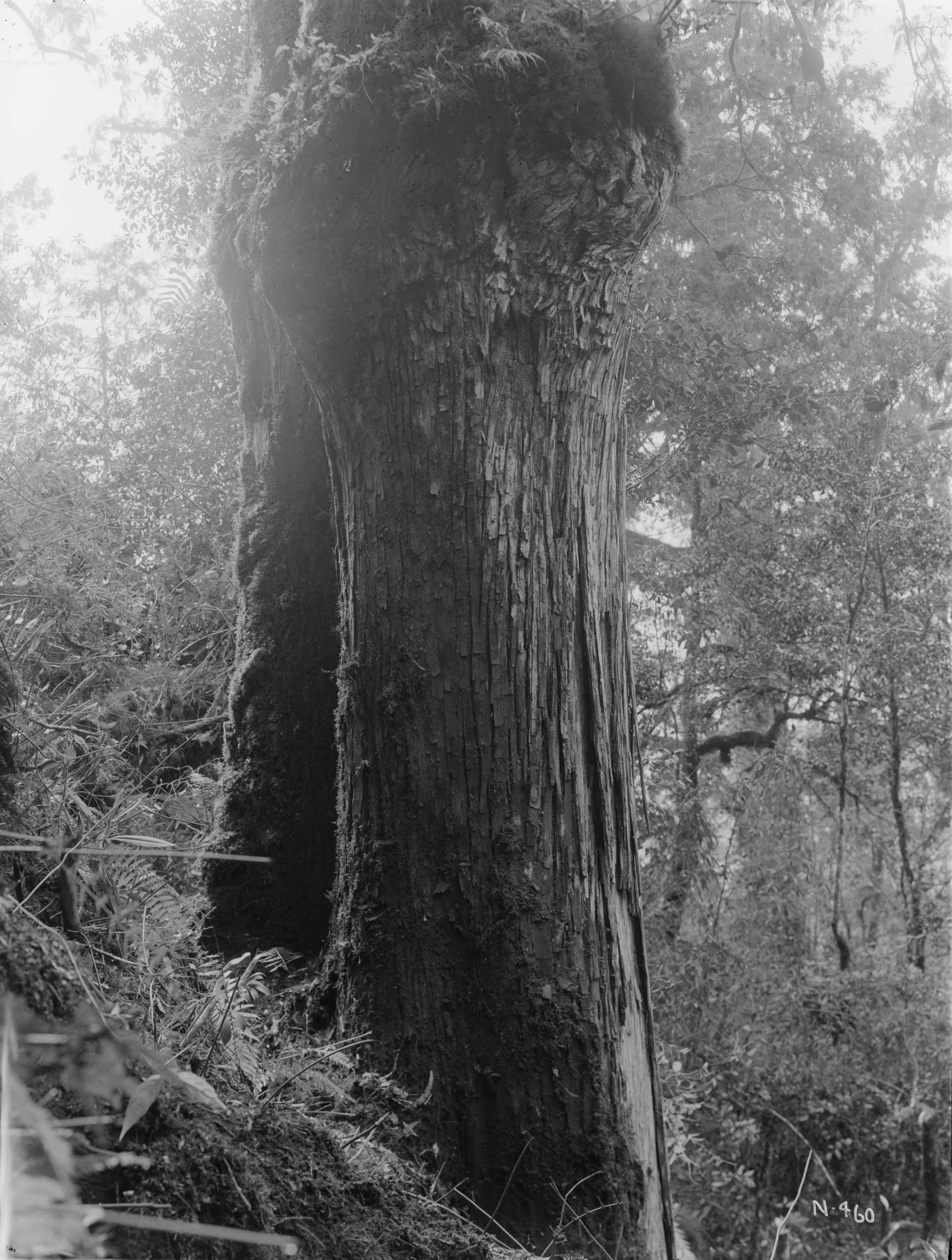 A Cunninghamia konishii on Mount Taihei photographed by Ernest Wilson in March 1918.