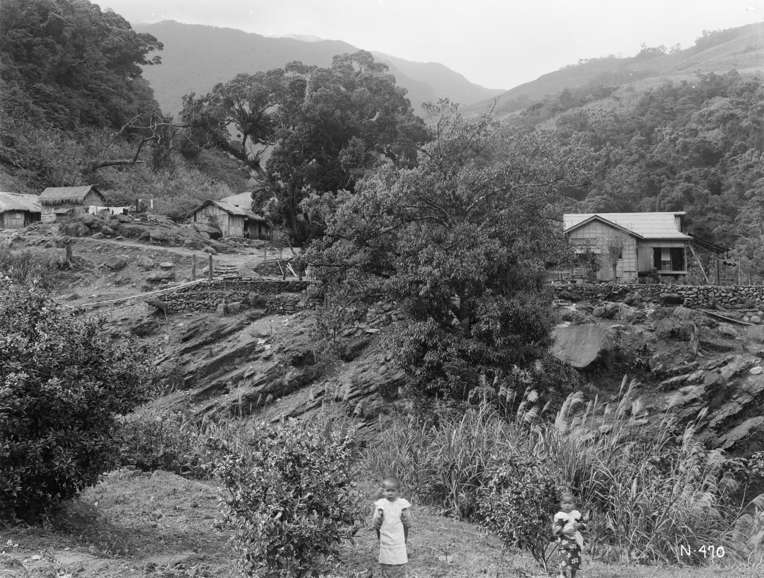 Children stand before two houses in Urai, east of Taipei in this April 1918 photograph by Ernest Wilson. A stone oak (Lithocarpus uraiana) may be seen in the center and a camphor tree beyond. Orange trees are in flower in the foreground.