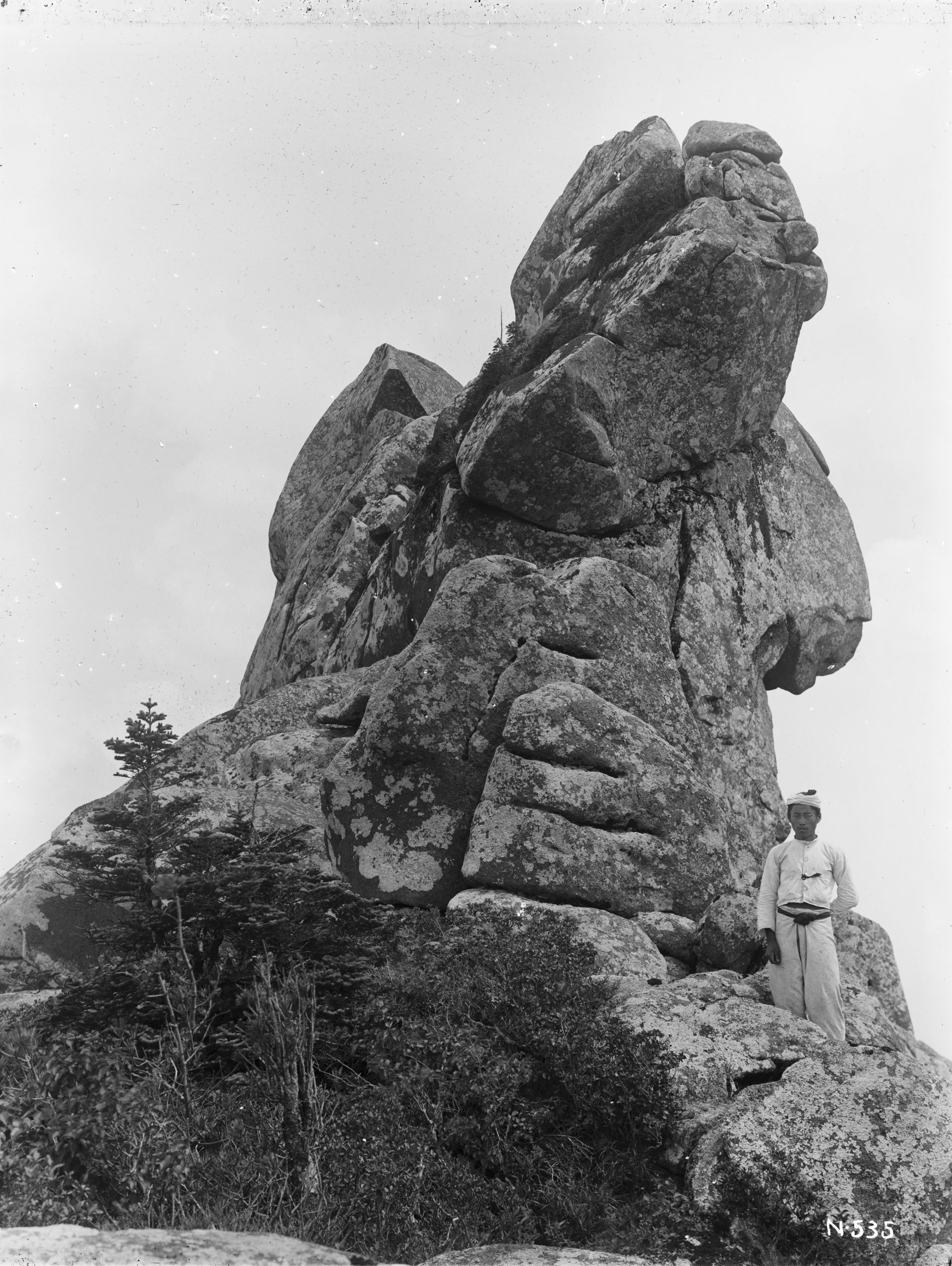 The summit of Miroku-ho in the Kumgang (Diamond) Mountains photograph by Ernest Wilson in July 1918. Khingan firs (Abies nephrolepis) and Dahurian rhododendron (Rhododendron dauricum var. ciliatum) may be seen in the foreground.