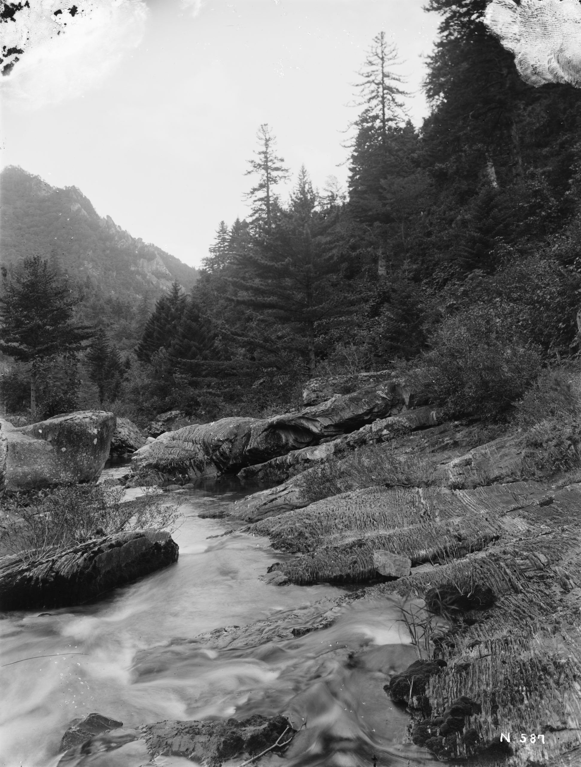 A view near Choanji of a stream with Manchurian firs (Abies holophylla) and Korean pine (Pinus koraiensis). Photograph by Ernest Wilson, September 1918.