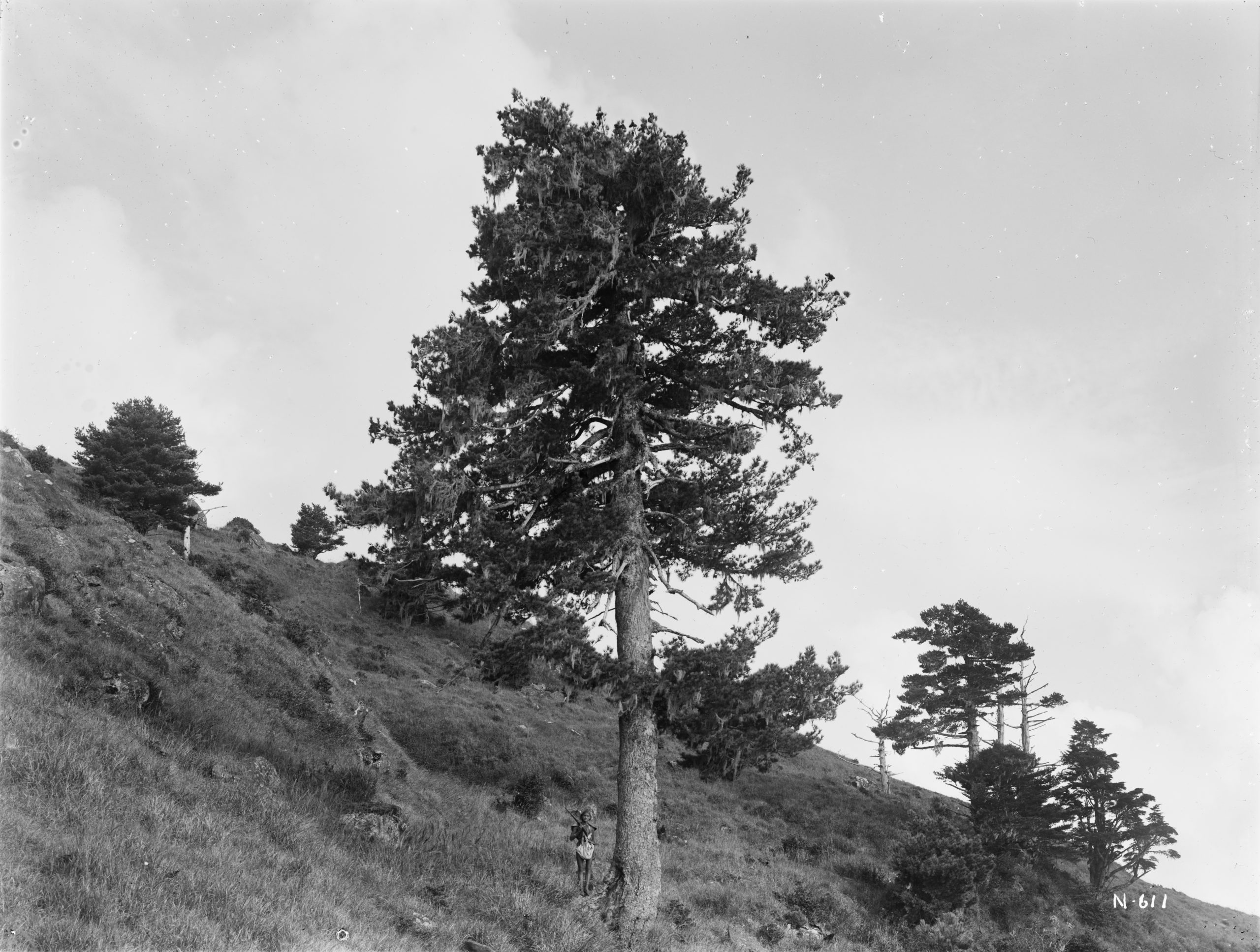 On a mountainside at 9000 feet (2743 meters) elevation east of Alishan, Ernest Wilson photographed a typical landscape. Long grasses cover the slope with scattered trees of Armand's pine (Pinus armandii) and Taiwan hemlock (Tsuga formosana).