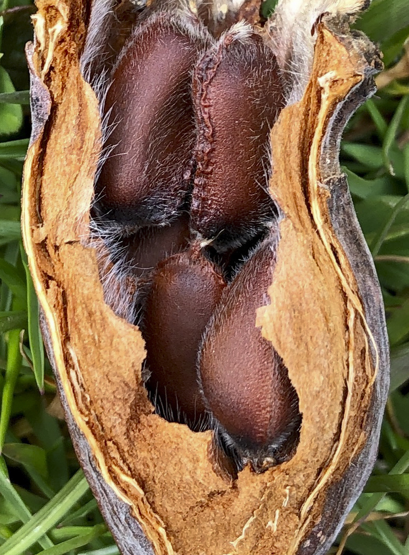 four seeds in a split open pod