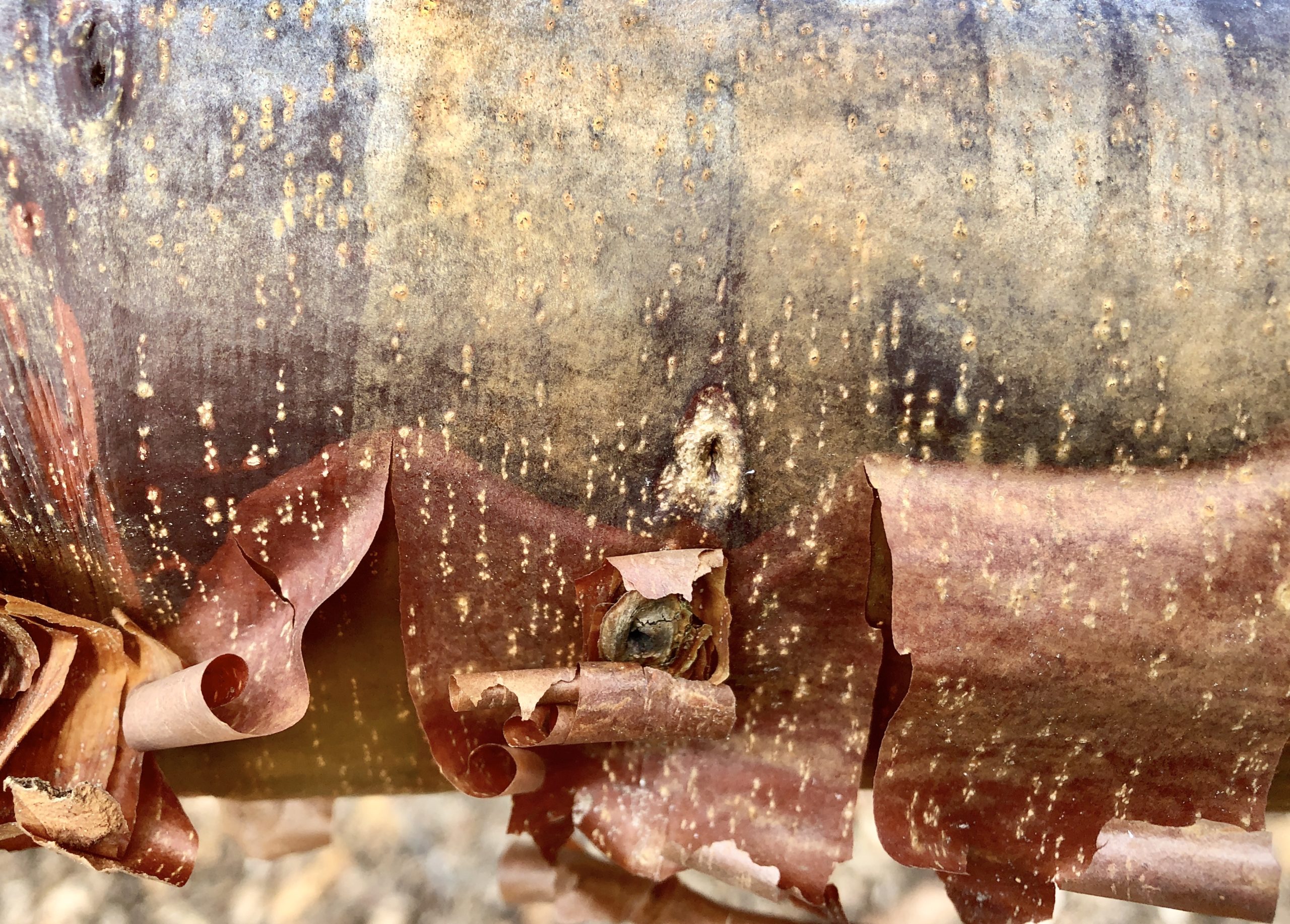 close up of peeling bark