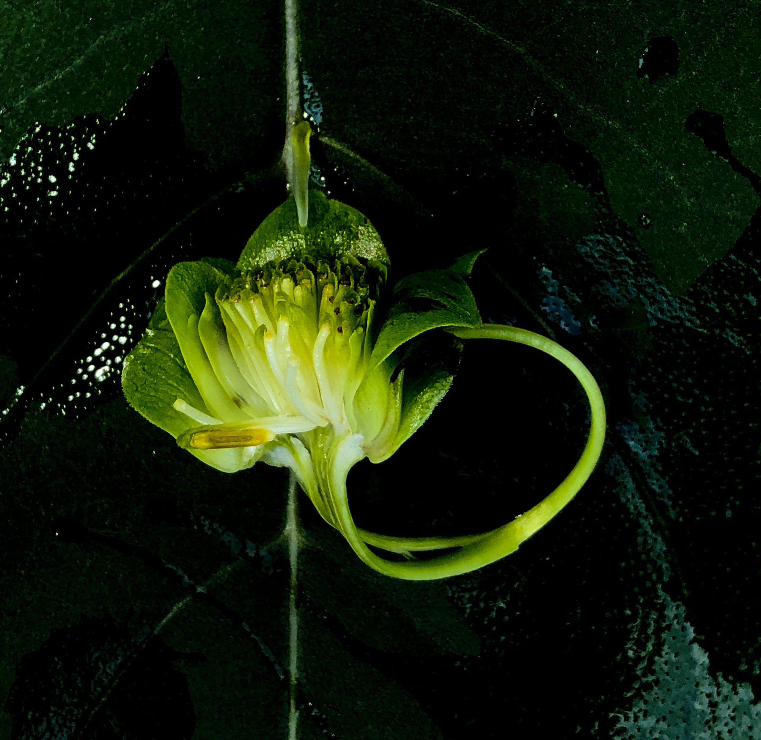 close up of flower