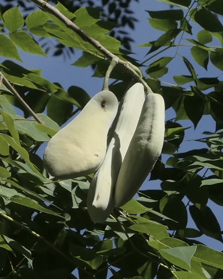 Ripening seedpods of Kentucky coffeetree.