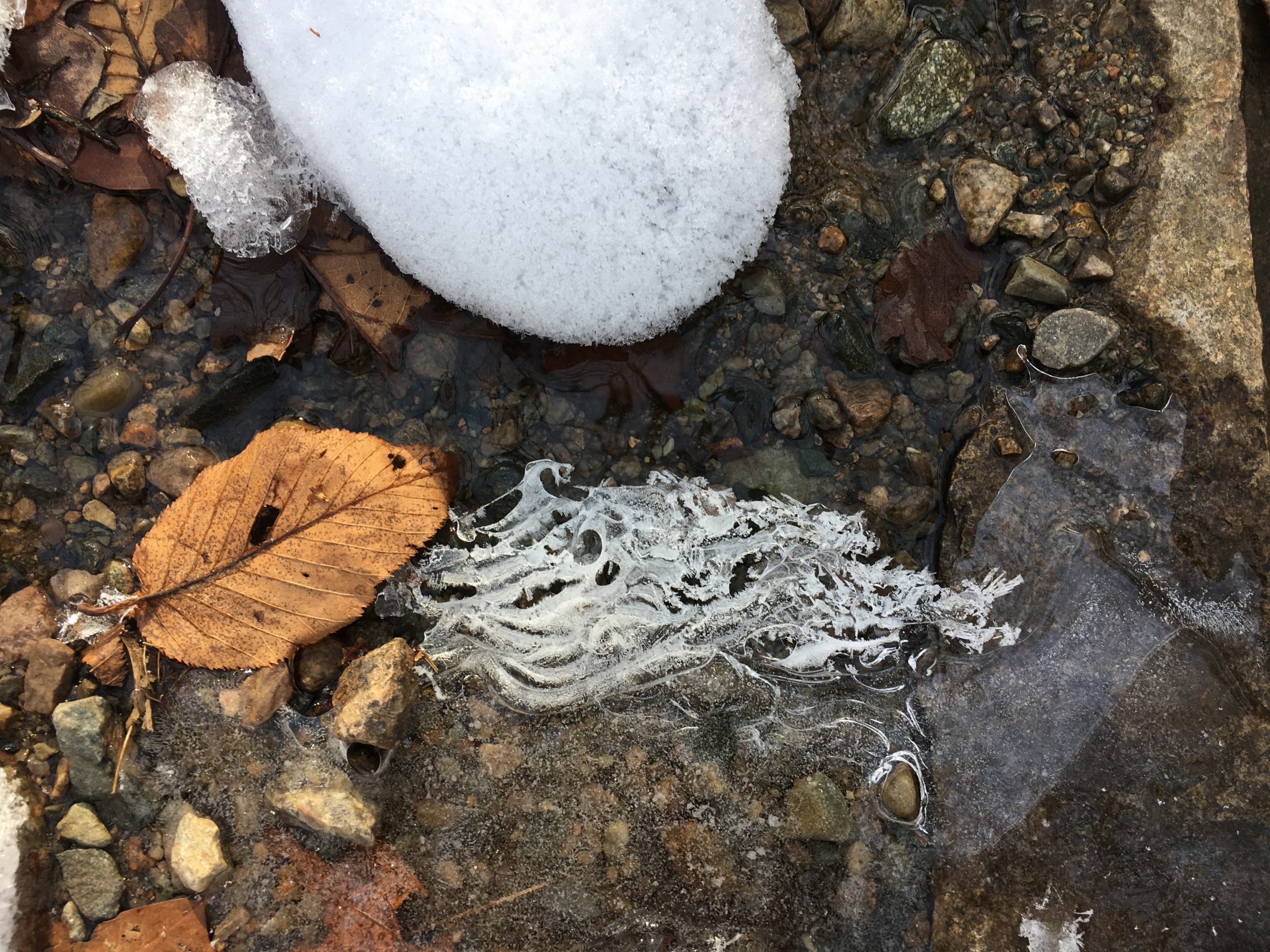 leaves, seaweed, stones under ice