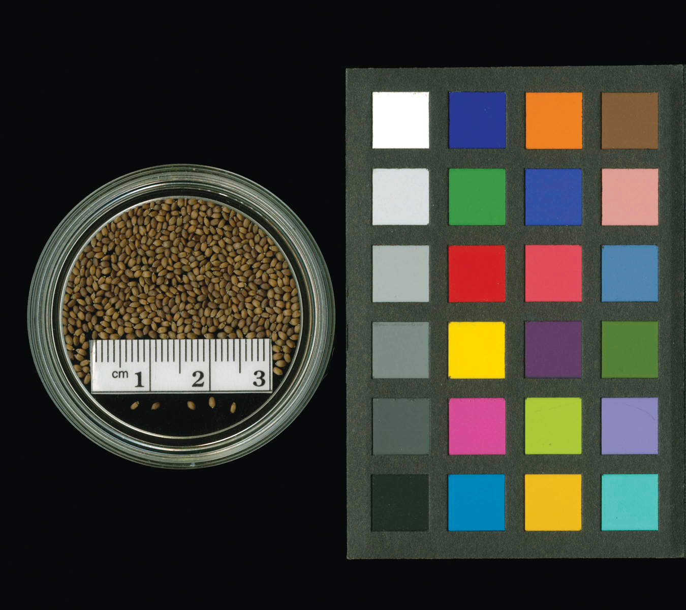 Photograph of seeds in tray with color chart for reference