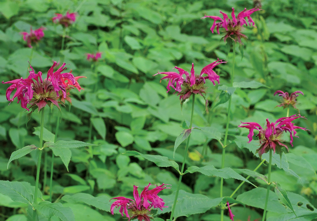 Photograph of multiple pink Monarda flower with plants in background